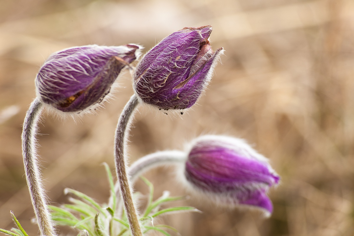 Pulsatilla montana
