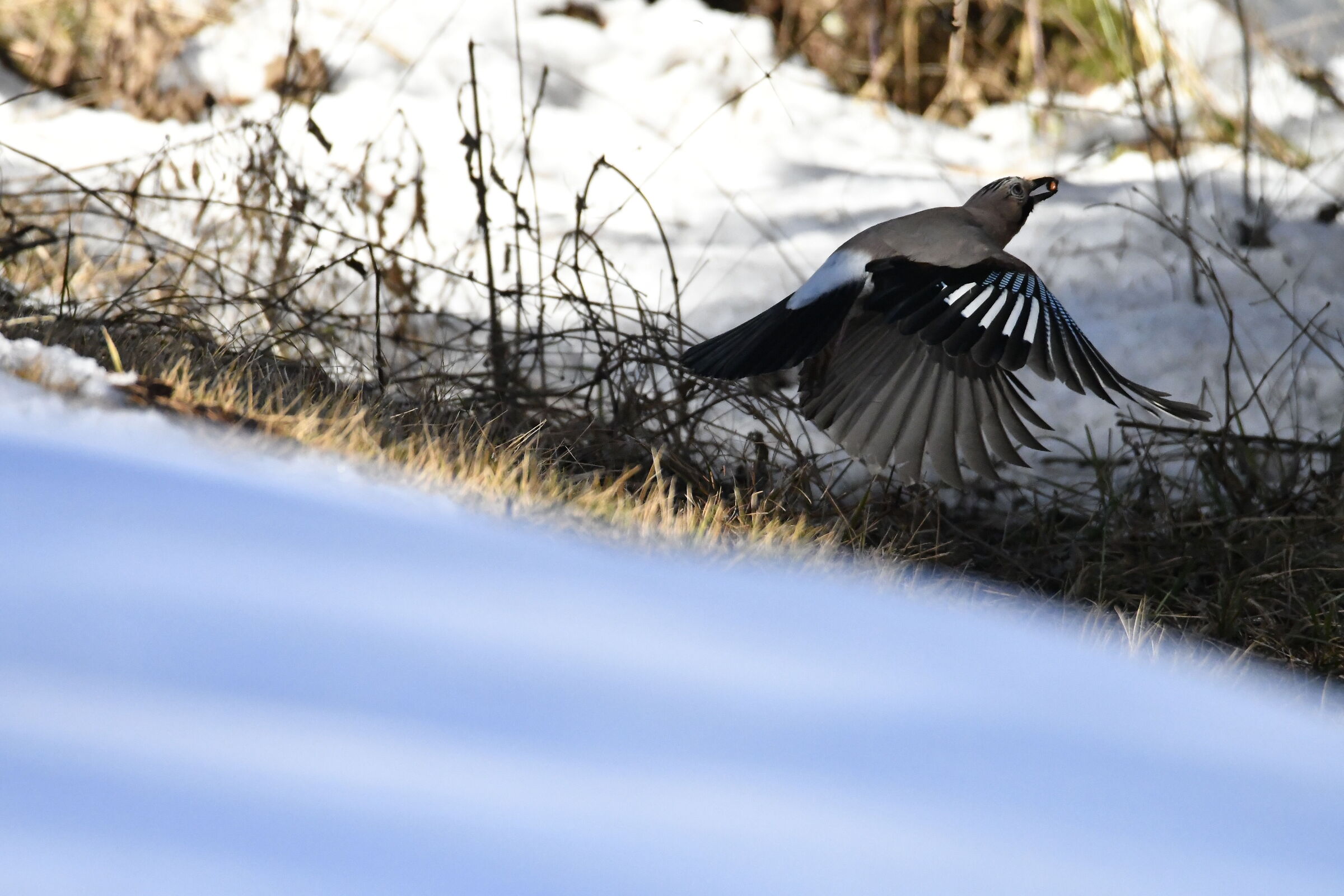 the flight
