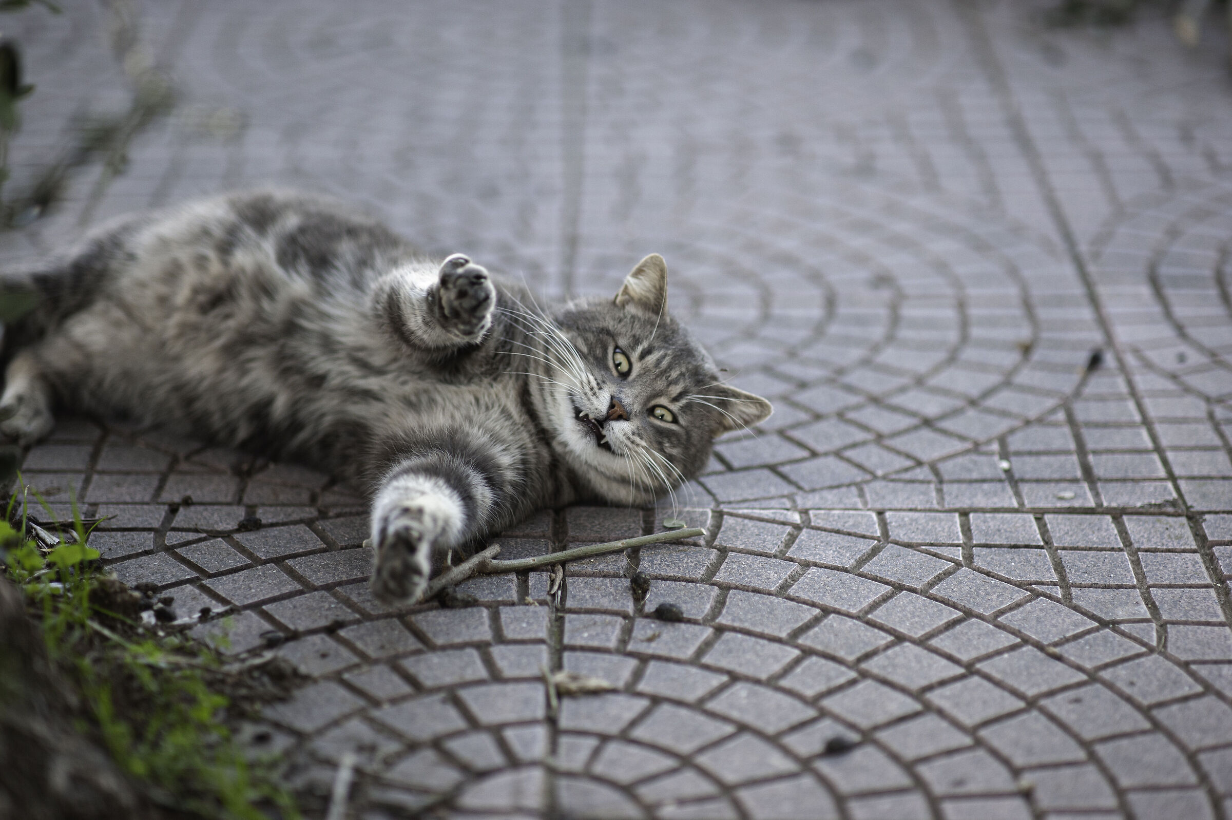 and then they say that vampires do not exist...