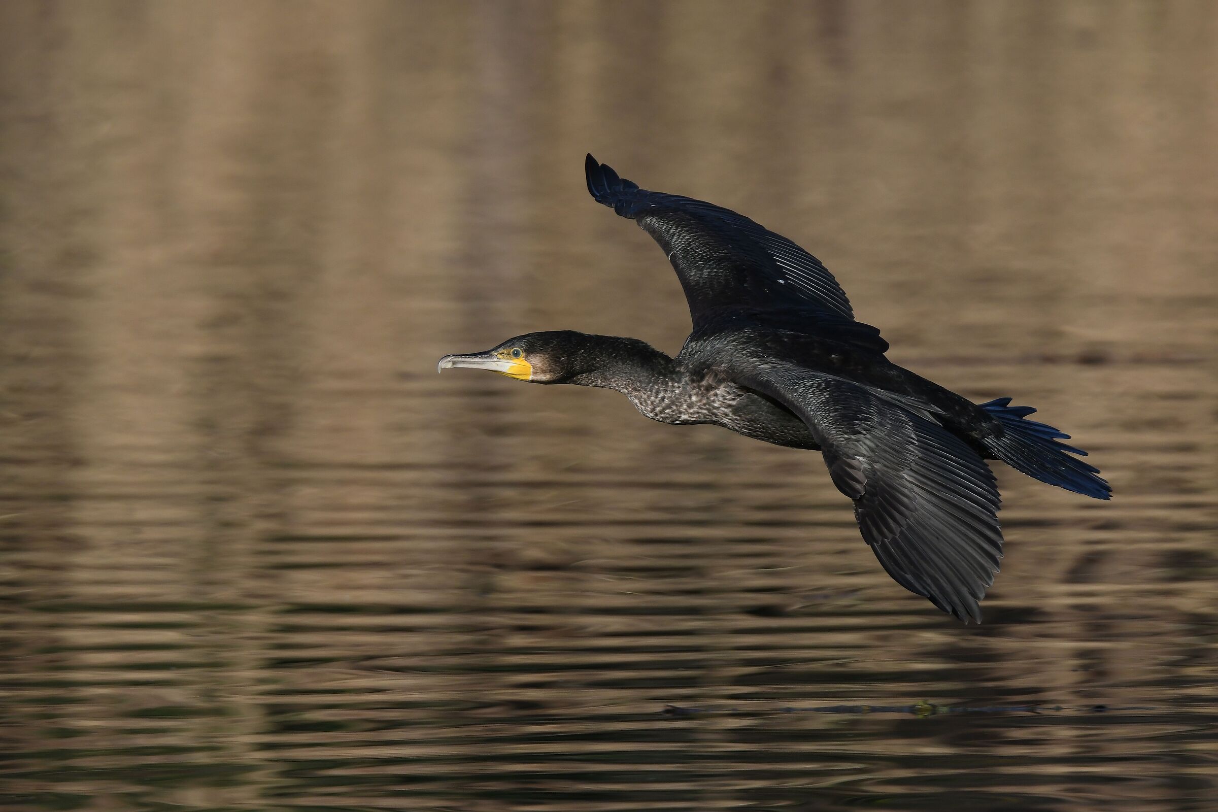 cormorant
