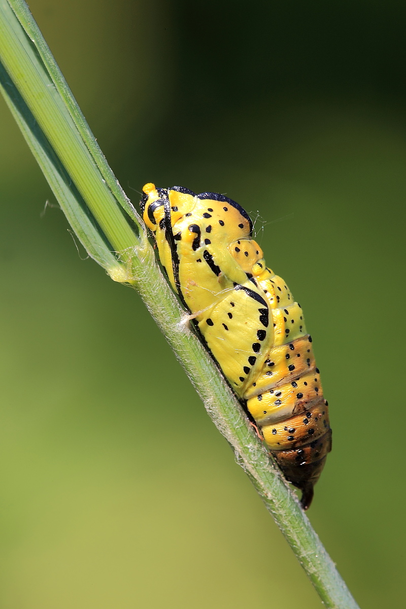 Crisalide di Aporia Crataegi