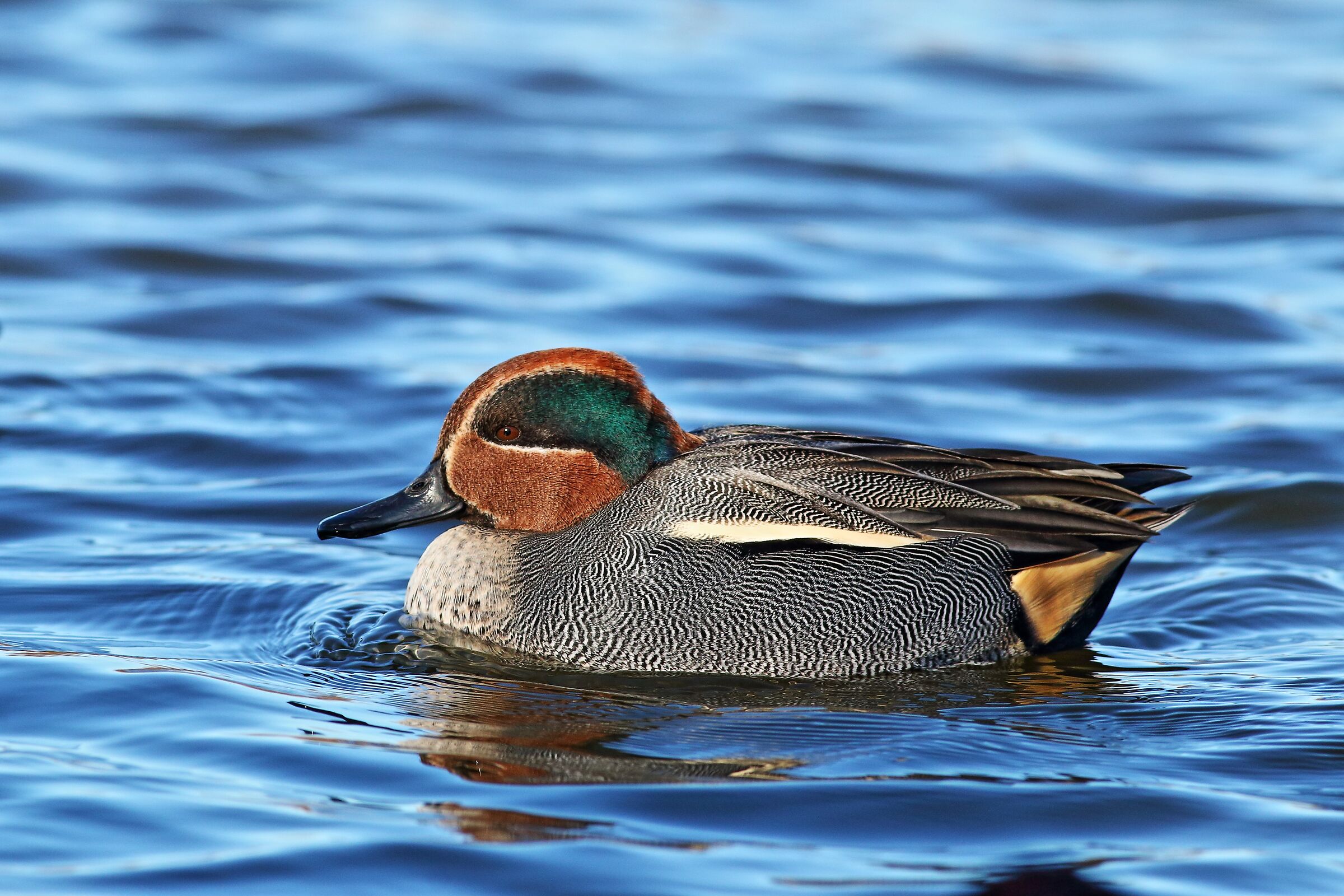 Teal