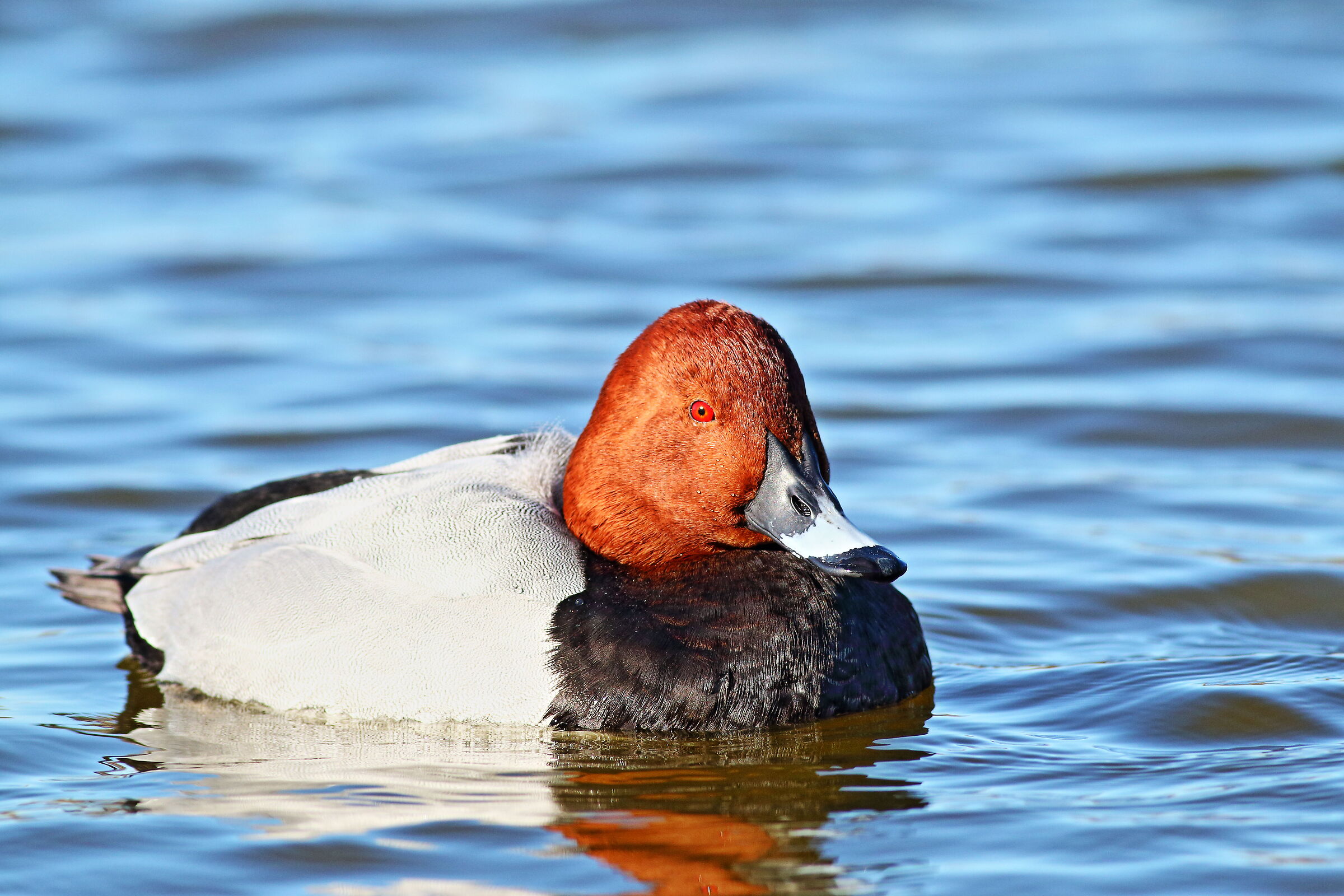 Common pochard