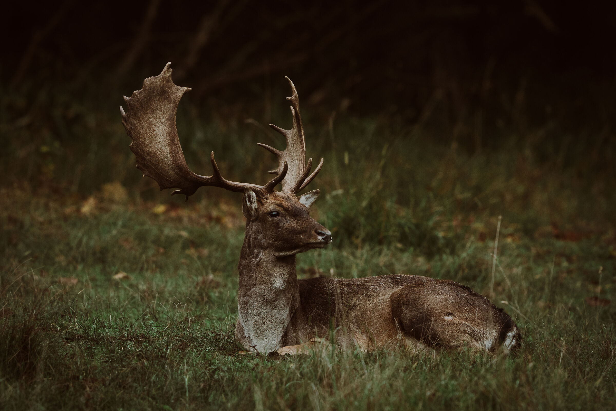 daino adulto statuario