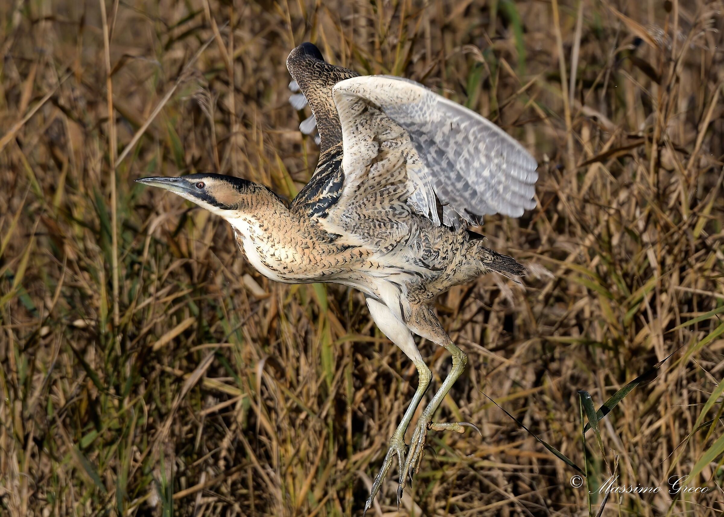 Bittern (Botaurus stellaris)