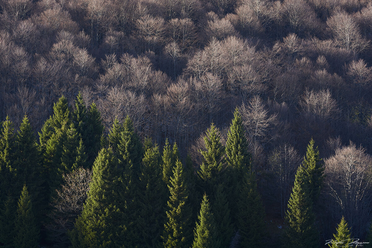 National Day of Trees