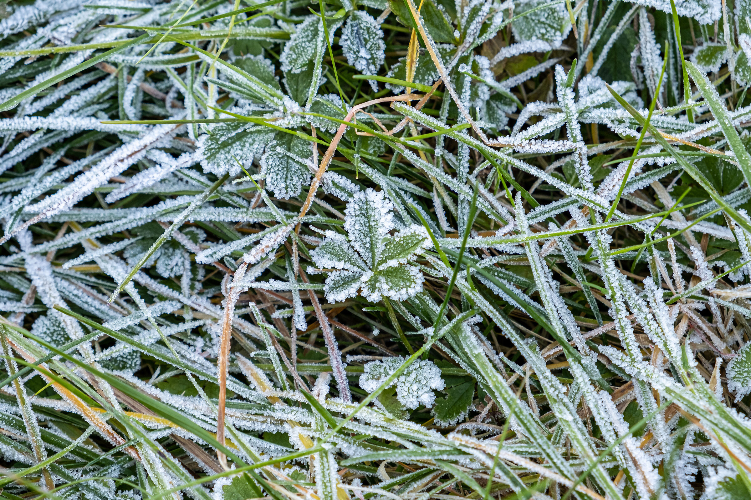 Frozen Grass
