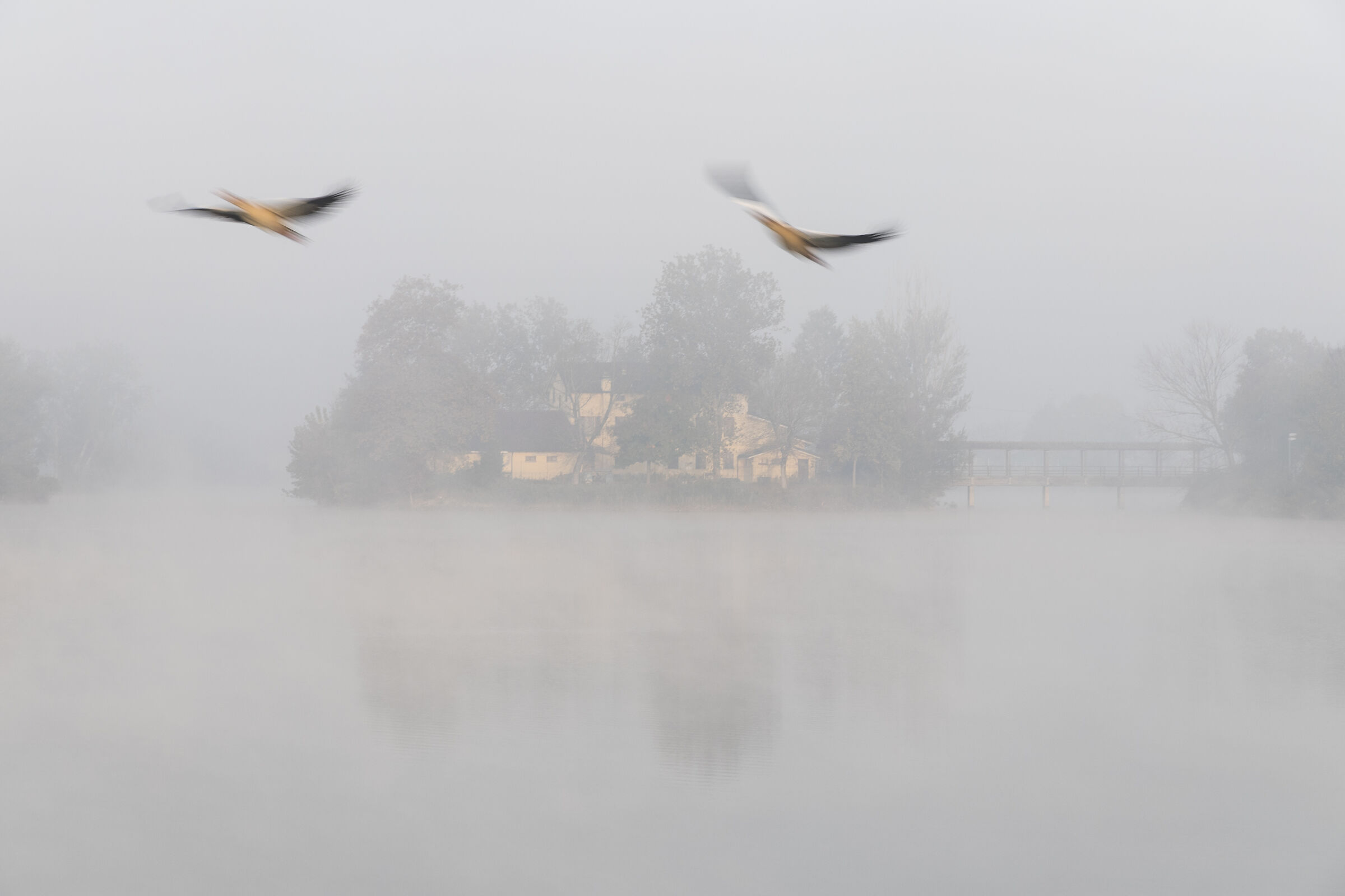 The island that is not there