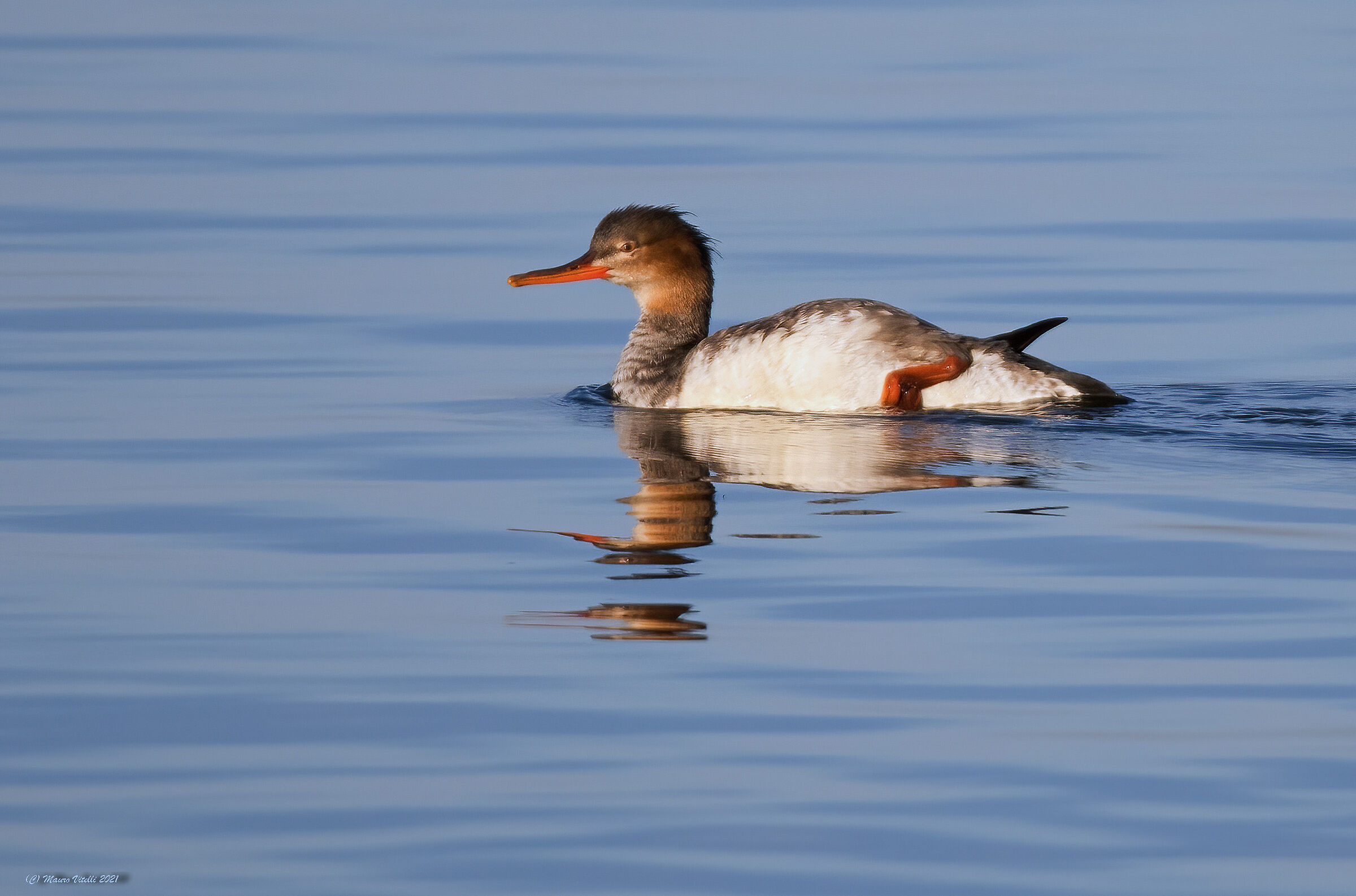 Lesser merganser (Mergus serrator)