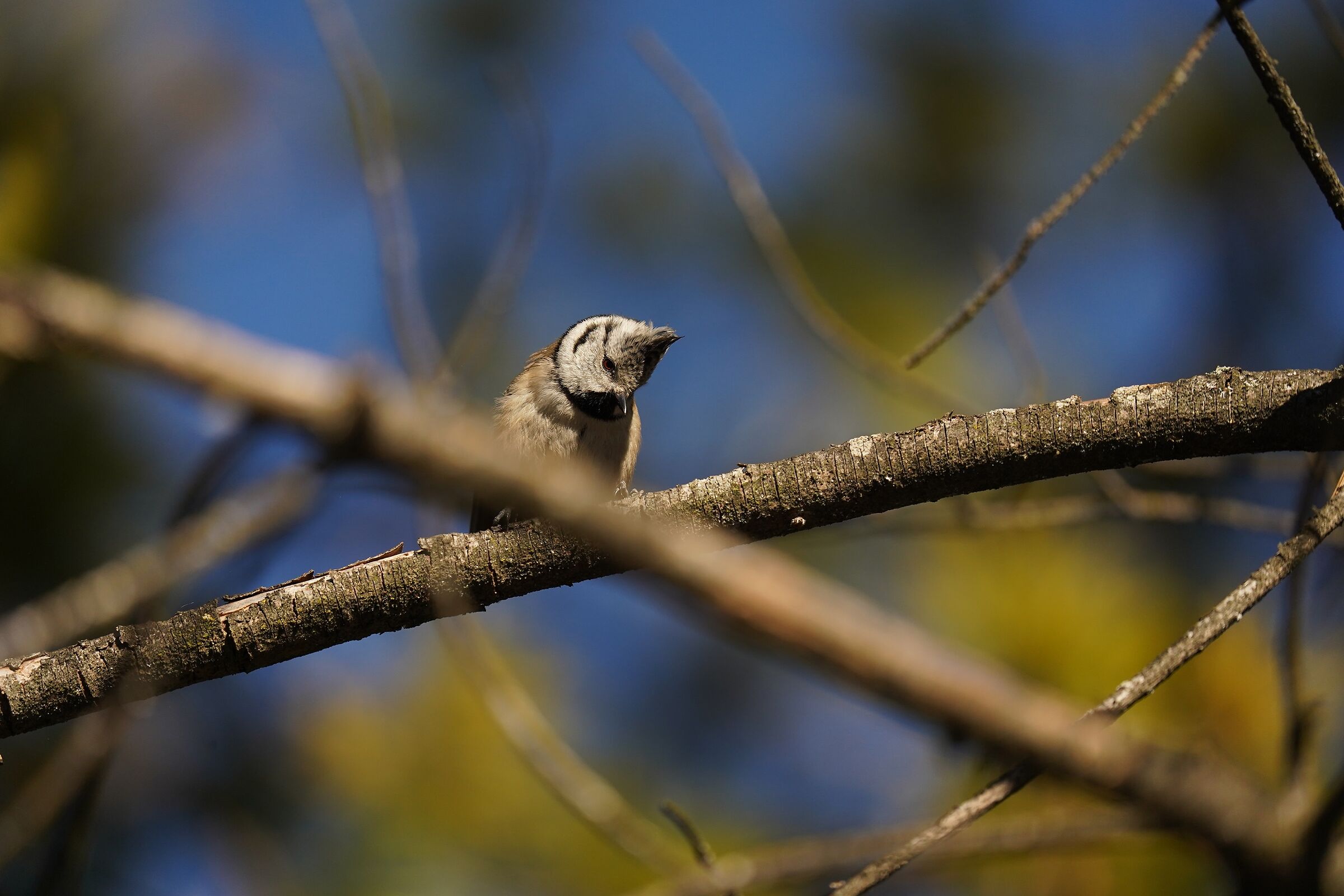 my first tufted (Lophophanes cristatus)