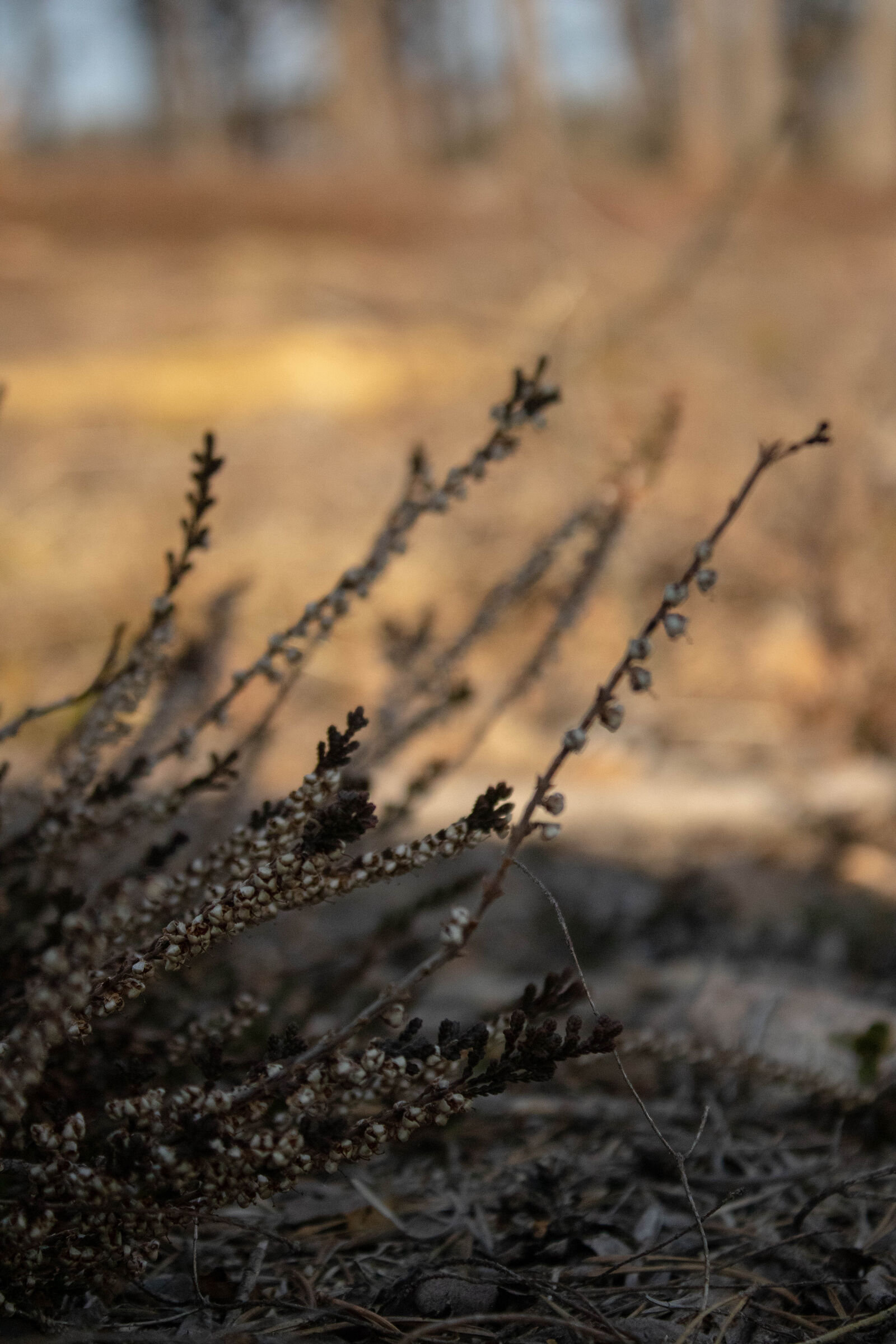 Erica - Calluna vulgaris L.