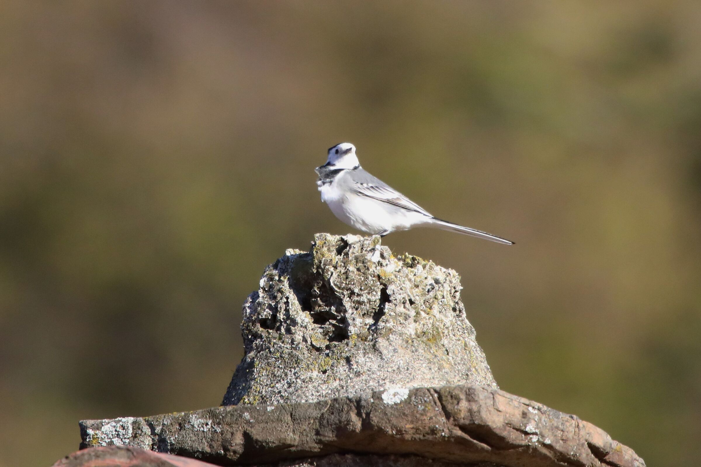 White wagtail