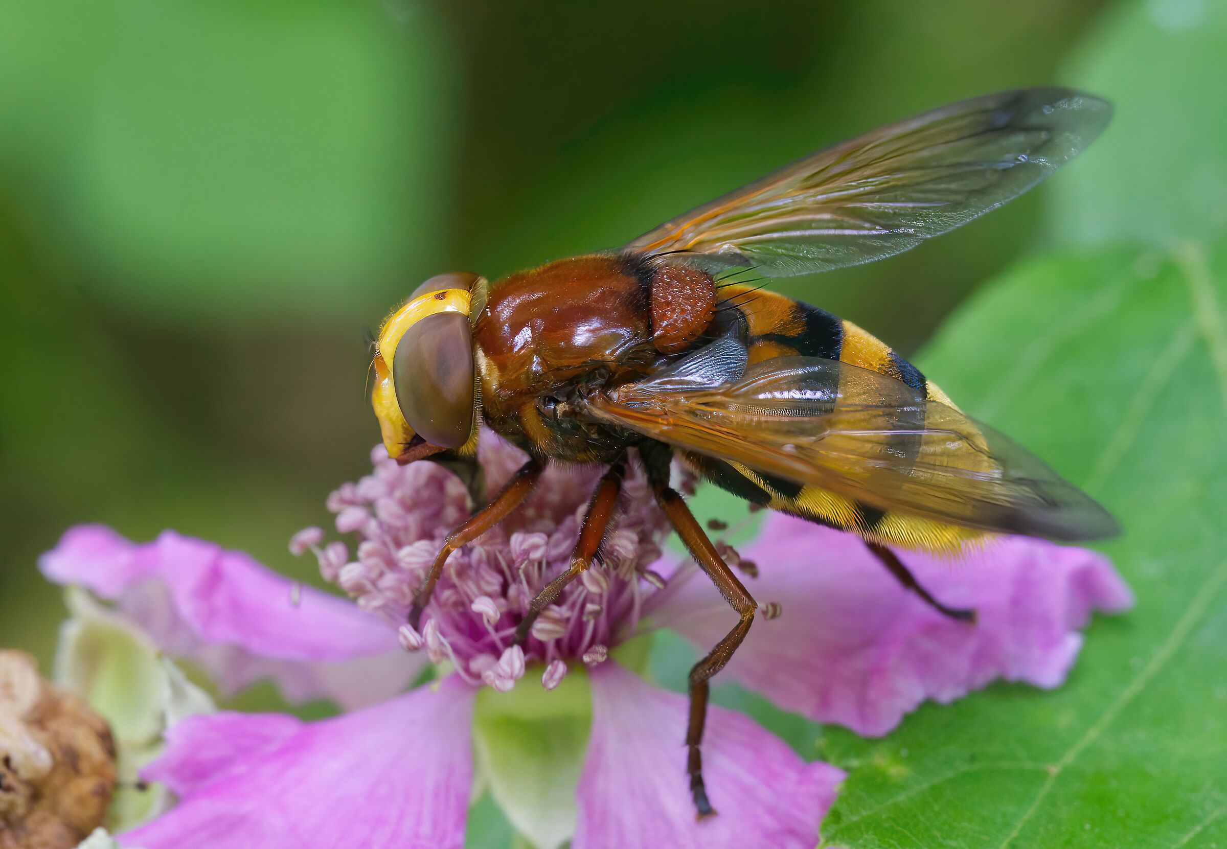 Non sono un calabrone