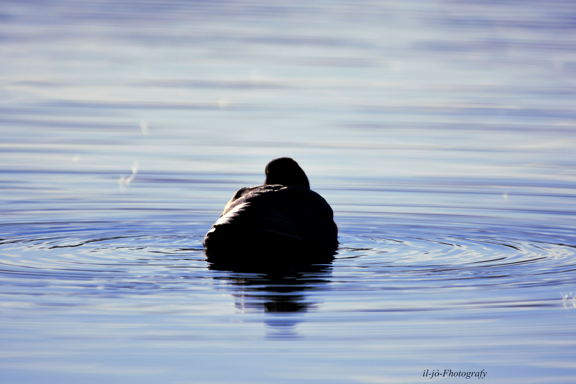 Untitled Photo