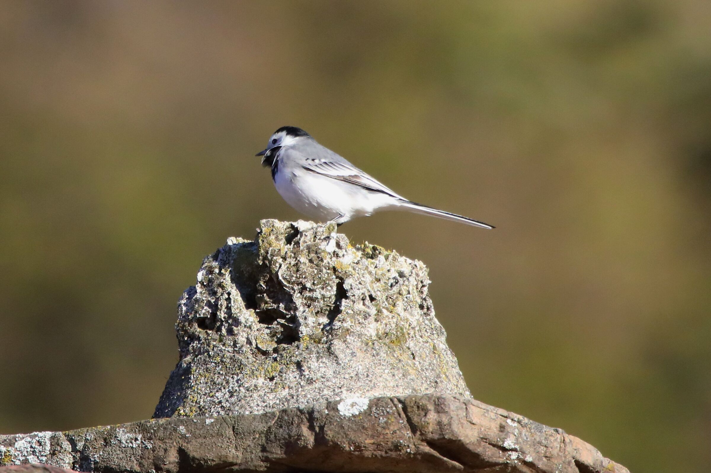 White wagtail