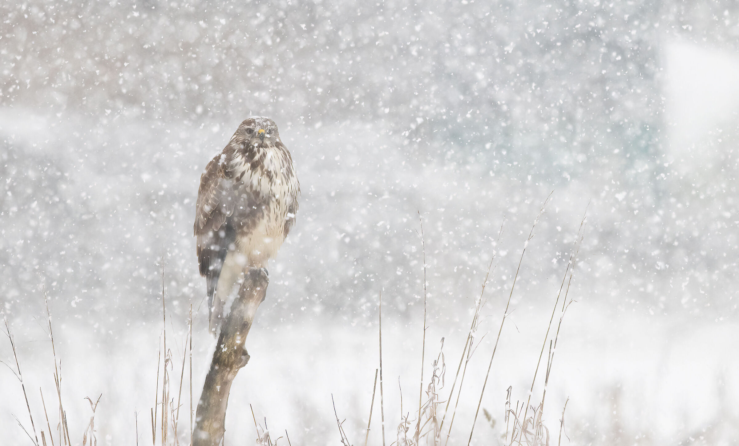 Buzzard in the snow