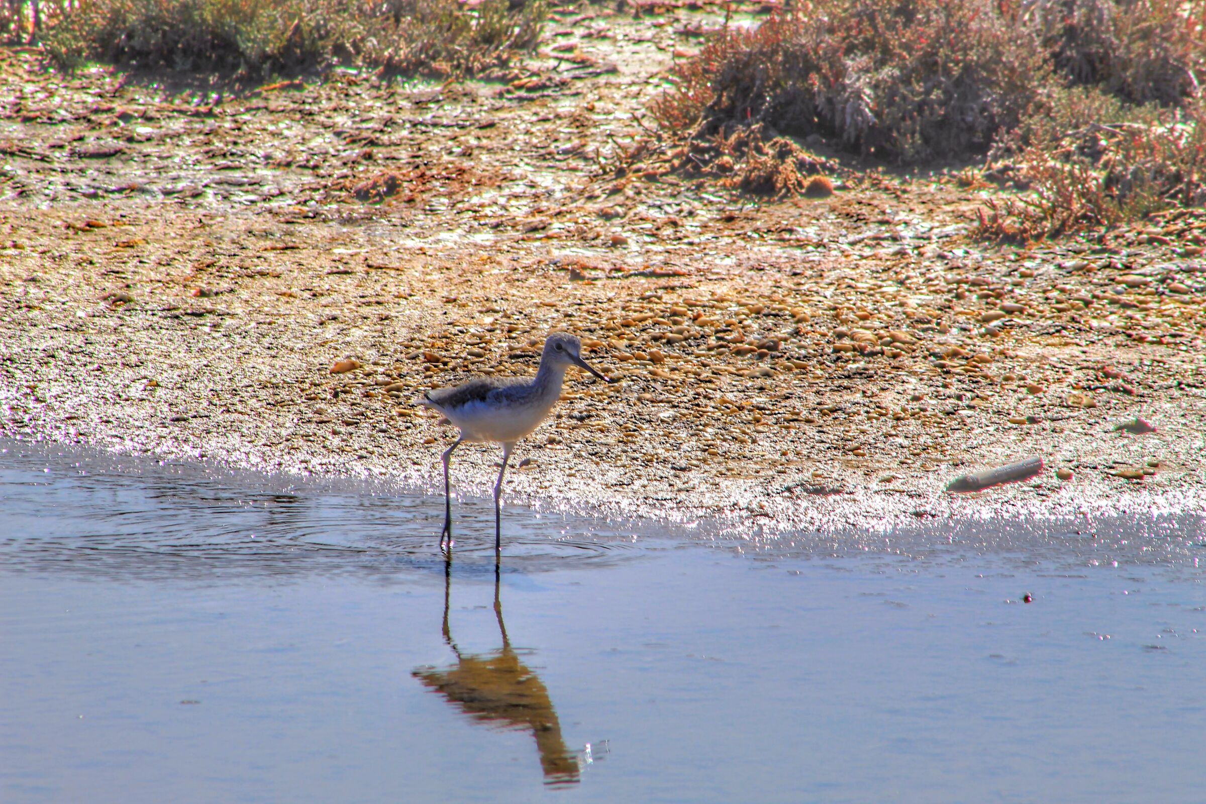 Mi sento osservato..