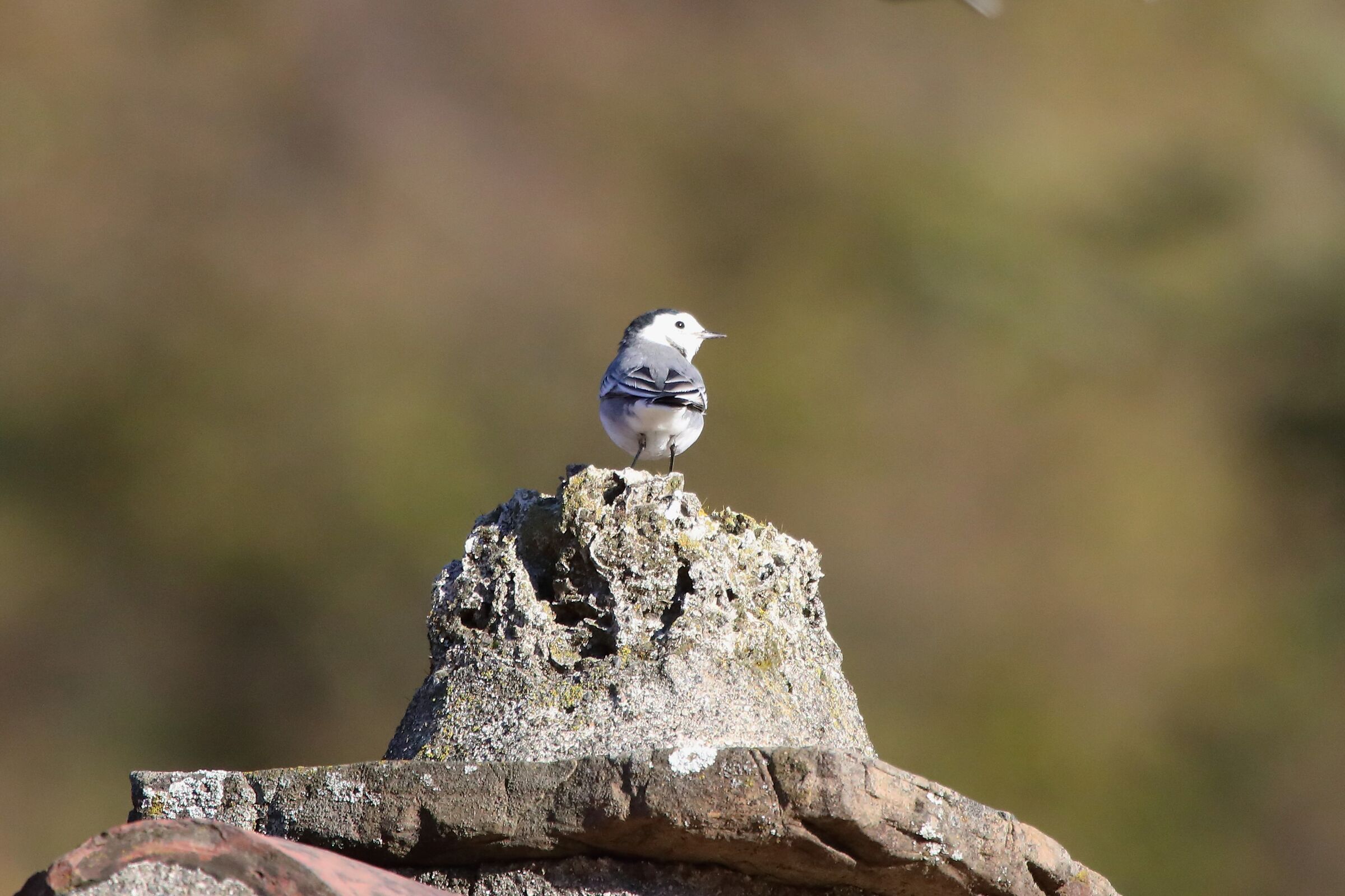 White wagtail