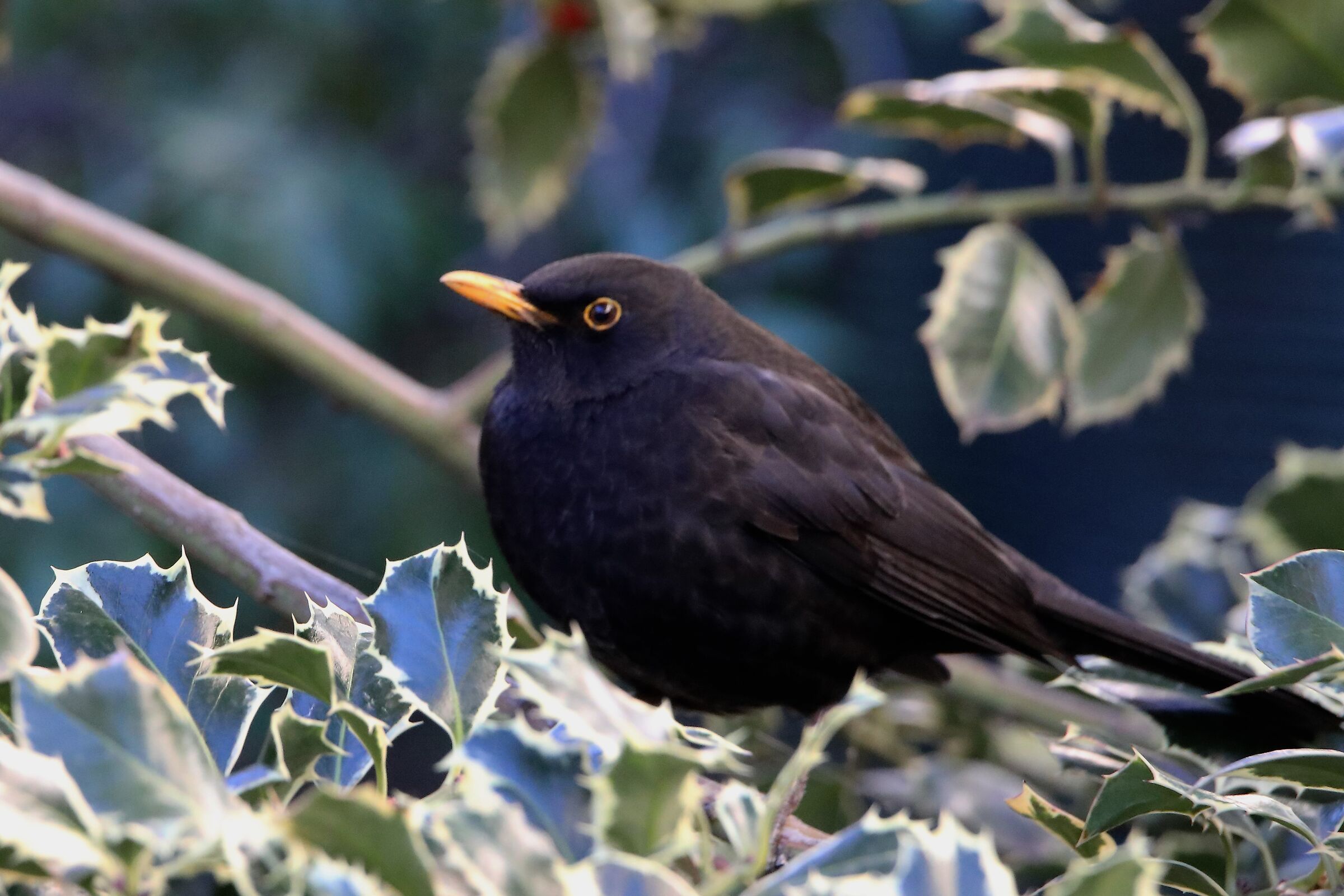blackbird