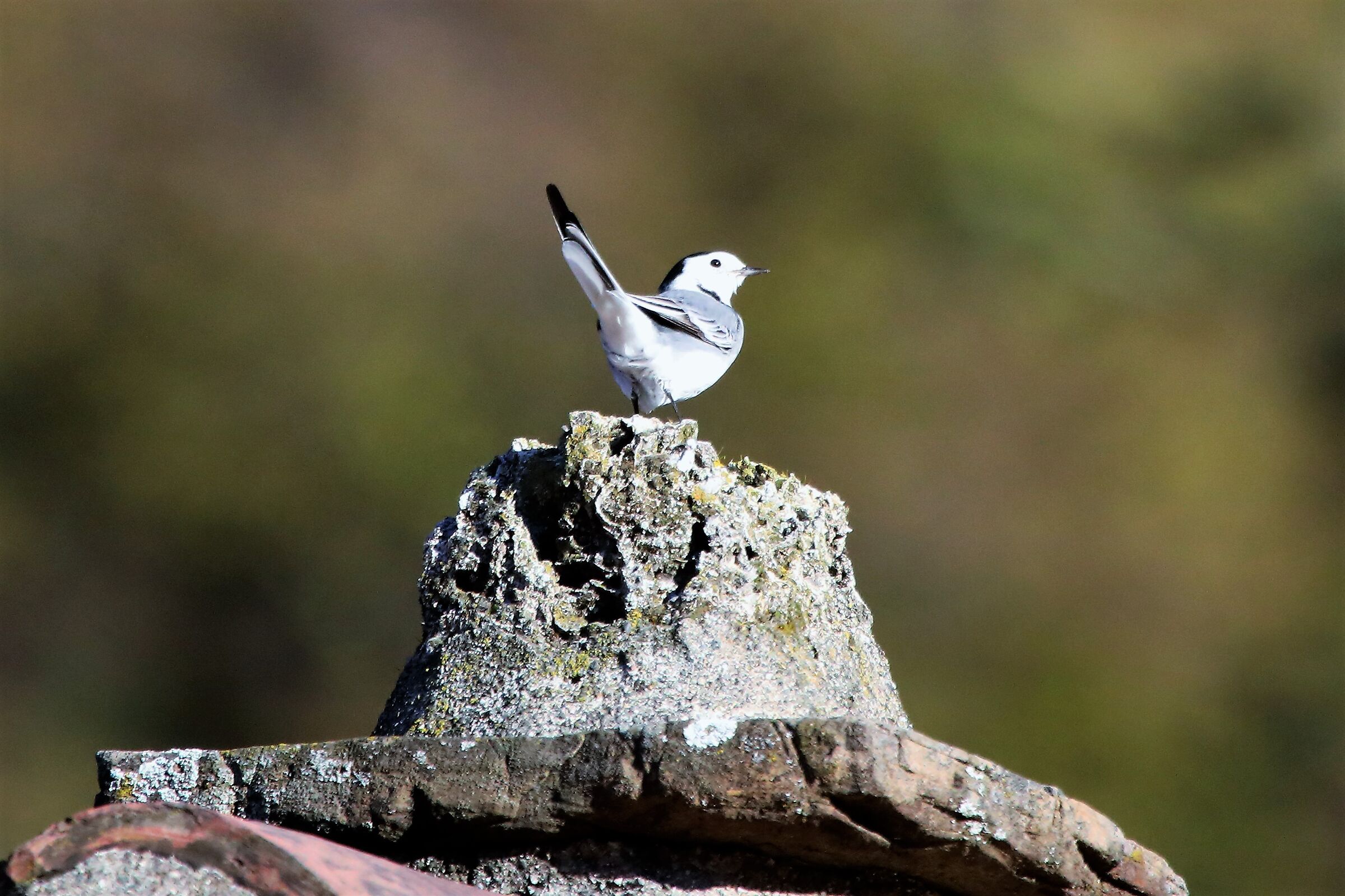 White wagtail