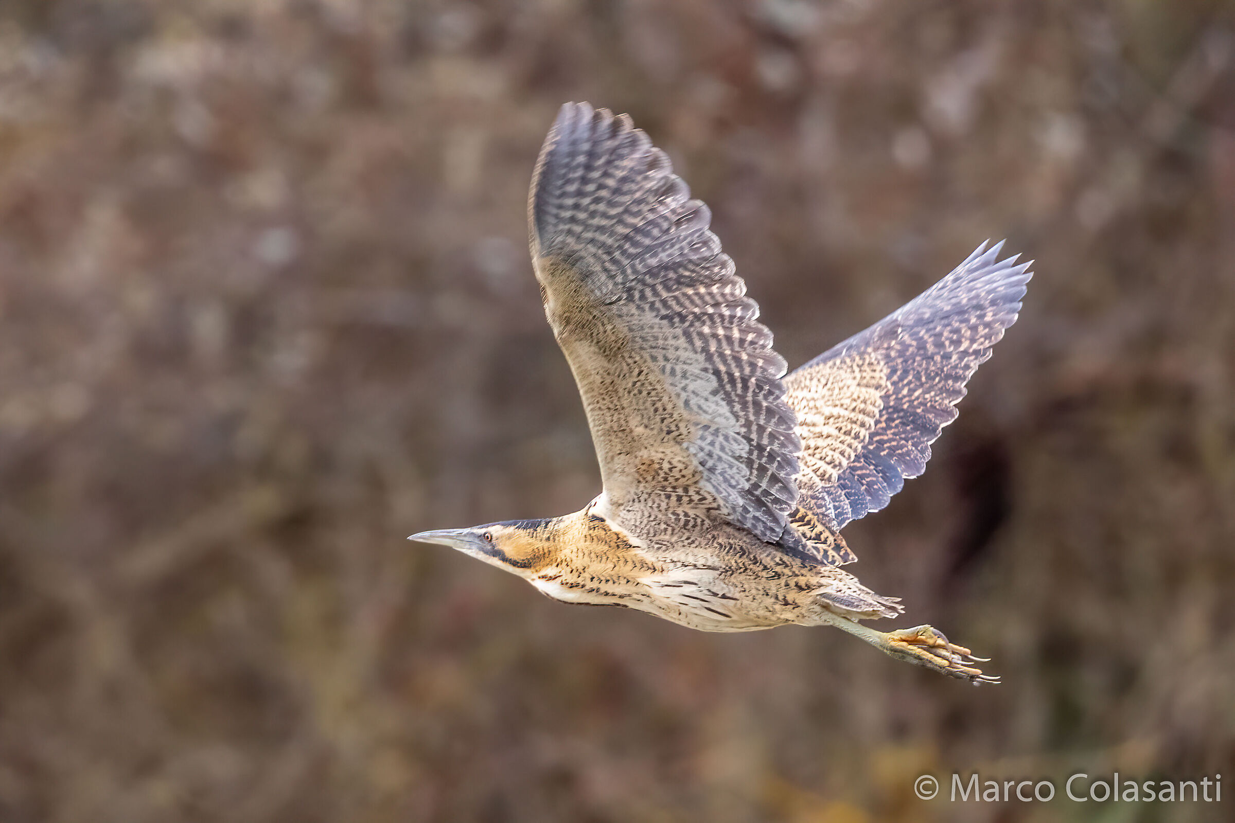 Tarabuso in volo