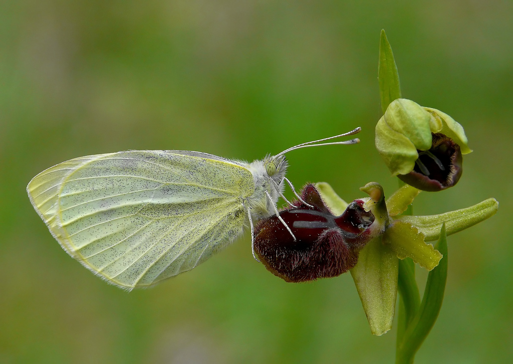 Ophrys incubacea con ....??????