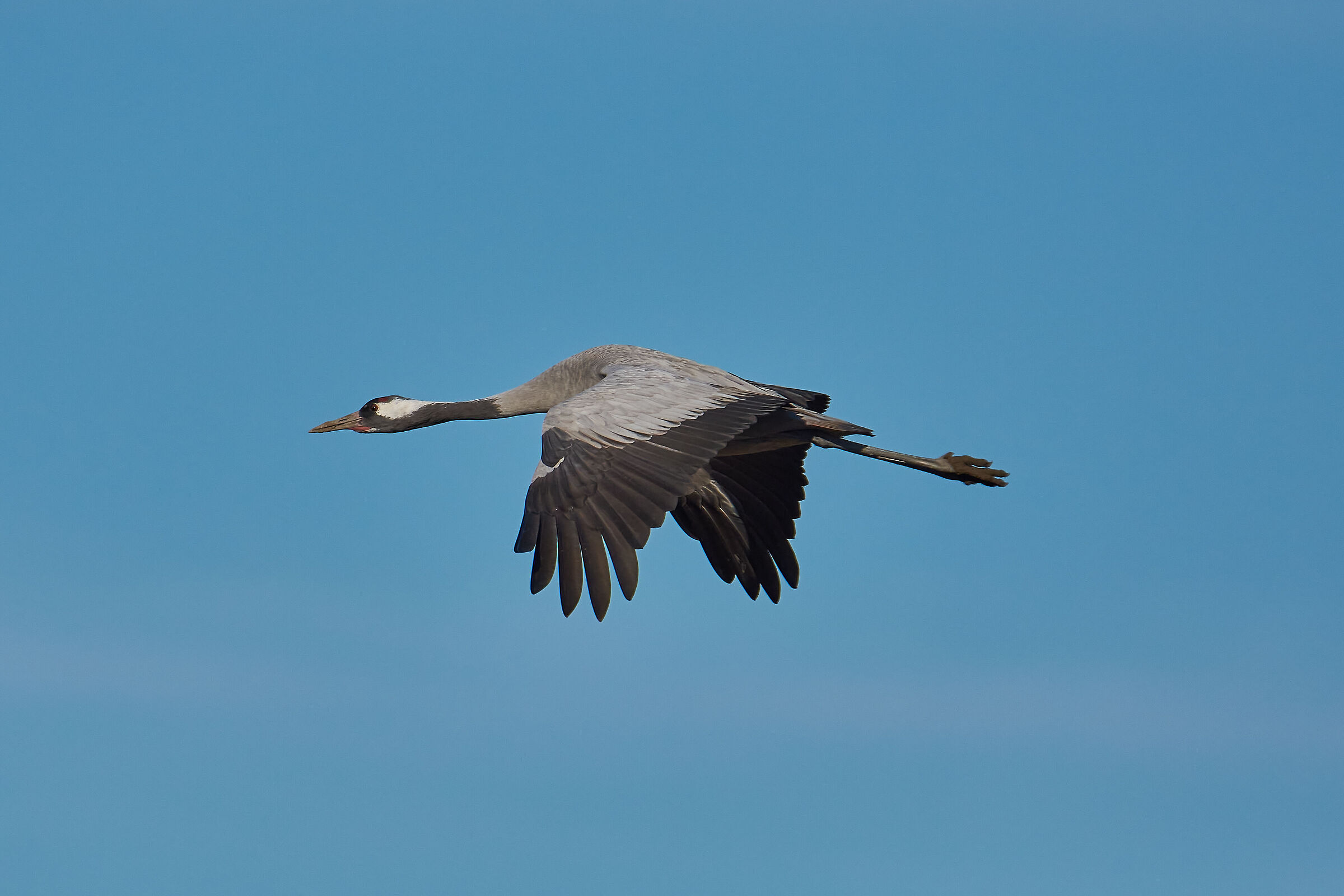 Grey Crane