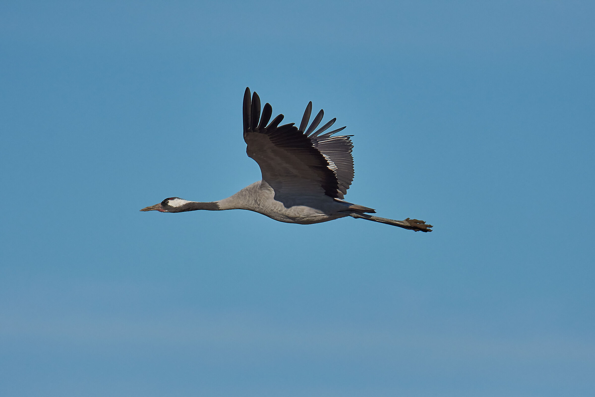 Grey Crane