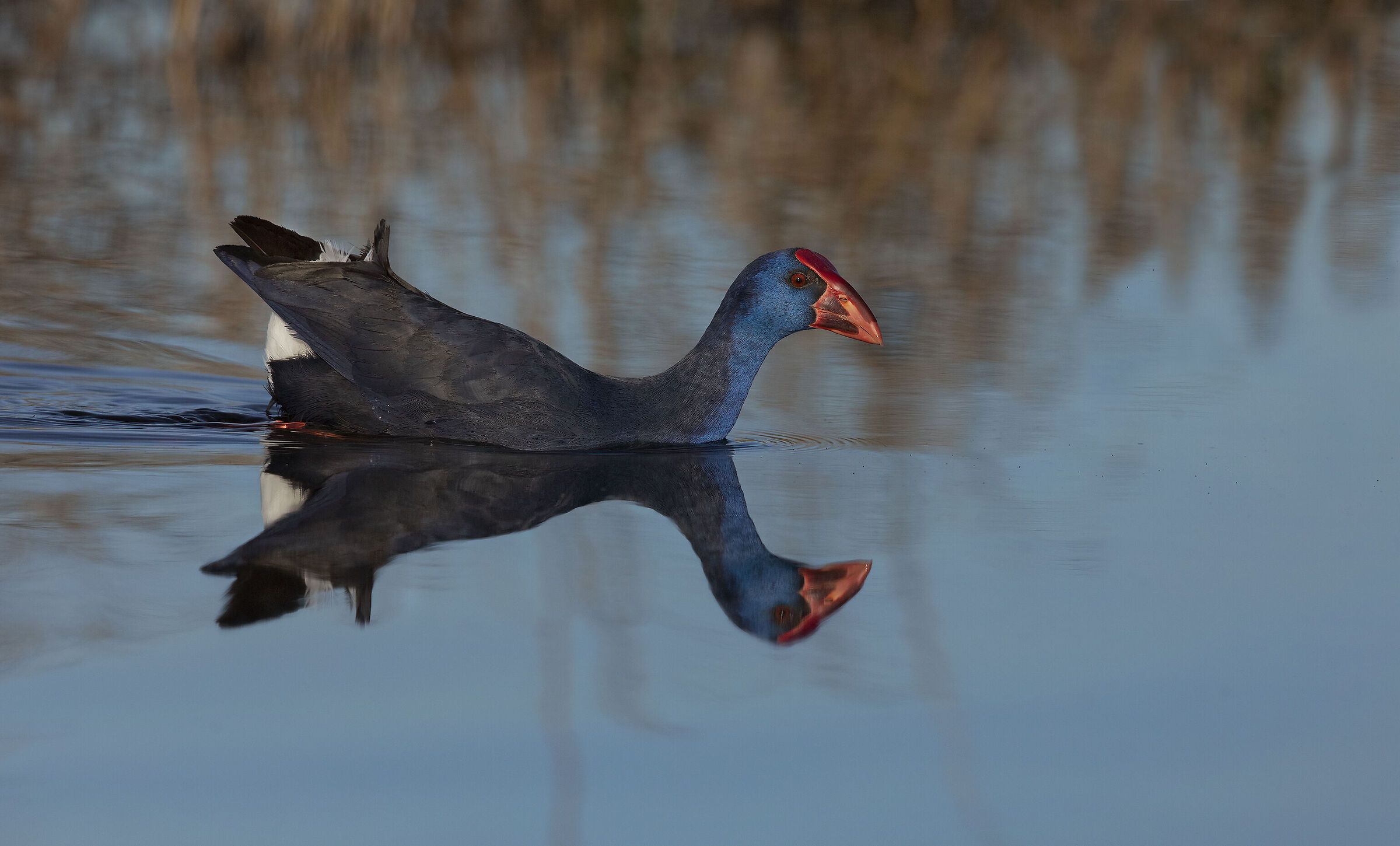 pollo sultano (porphyrio porphyrio)