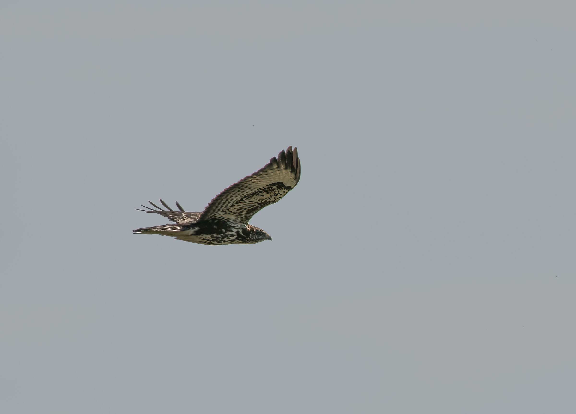 Poiana in volo