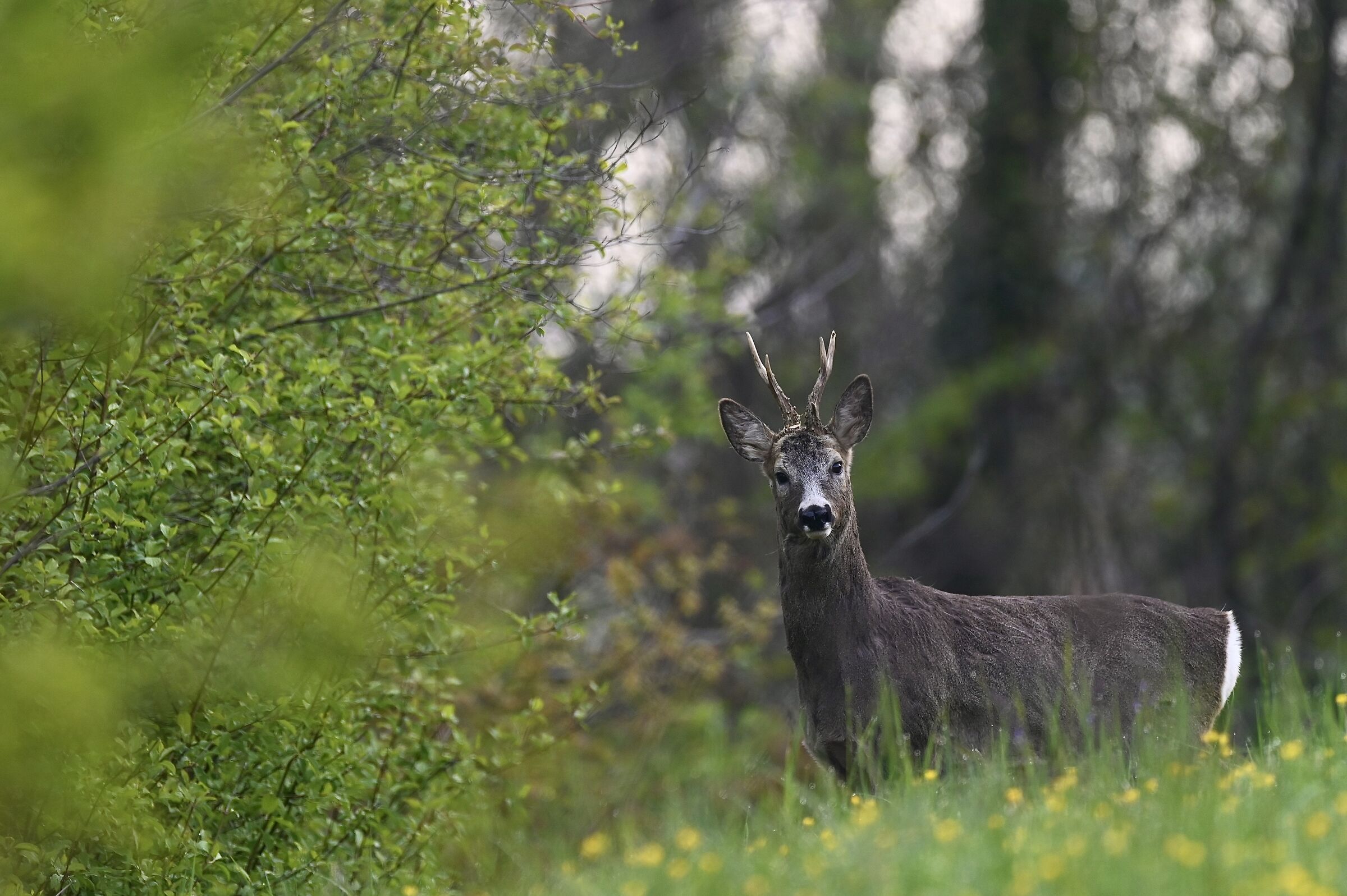the king of the hill