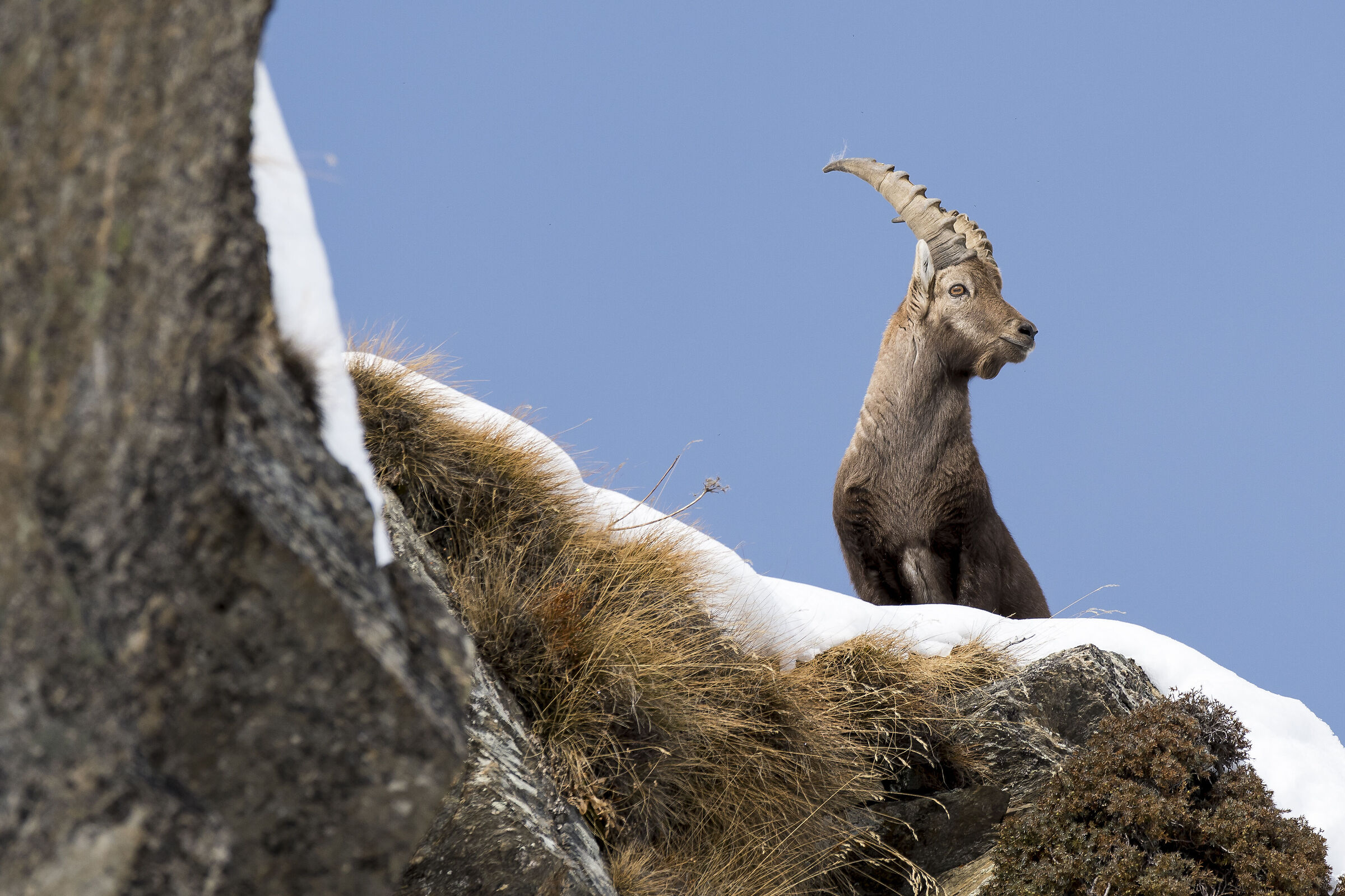 Ibex