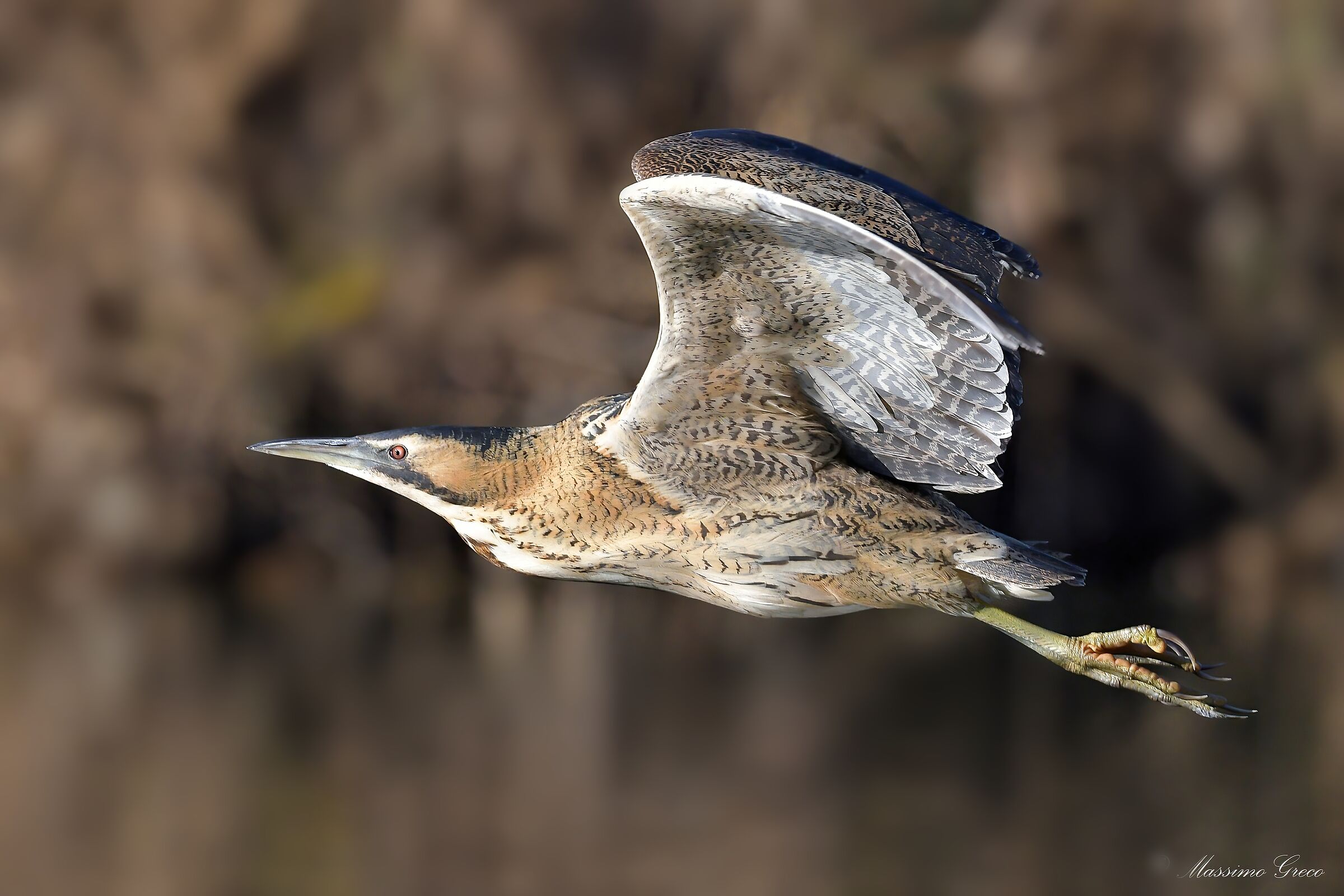Bittern (Botaurus stellaris)
