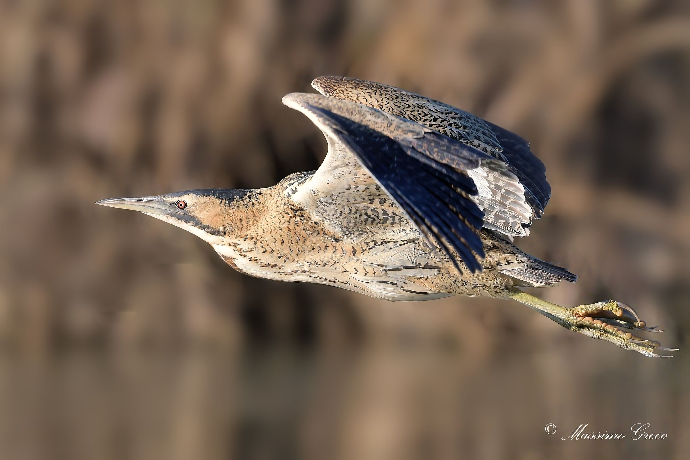 Bittern (Botaurus stellaris)