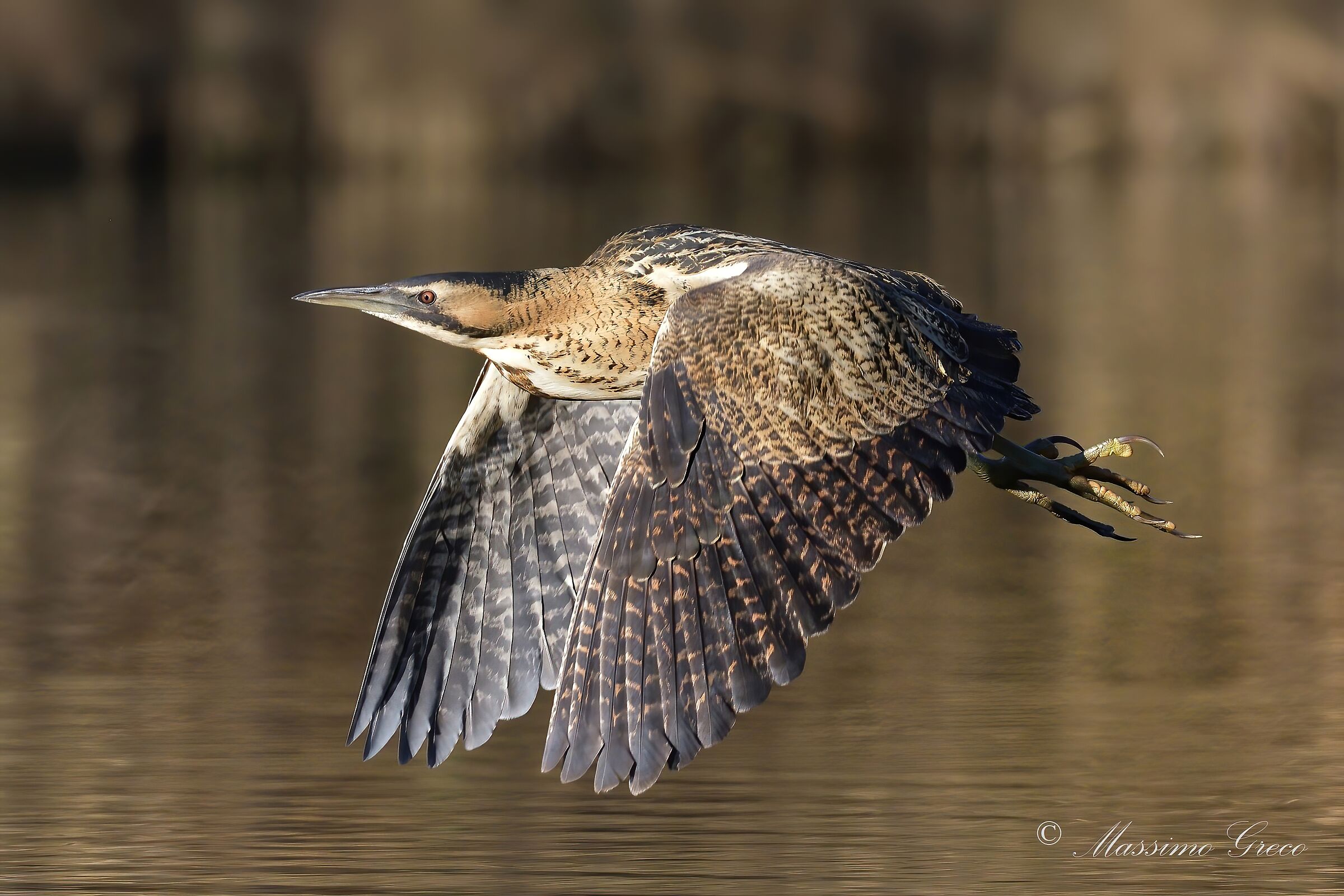 Bittern (Botaurus stellaris)