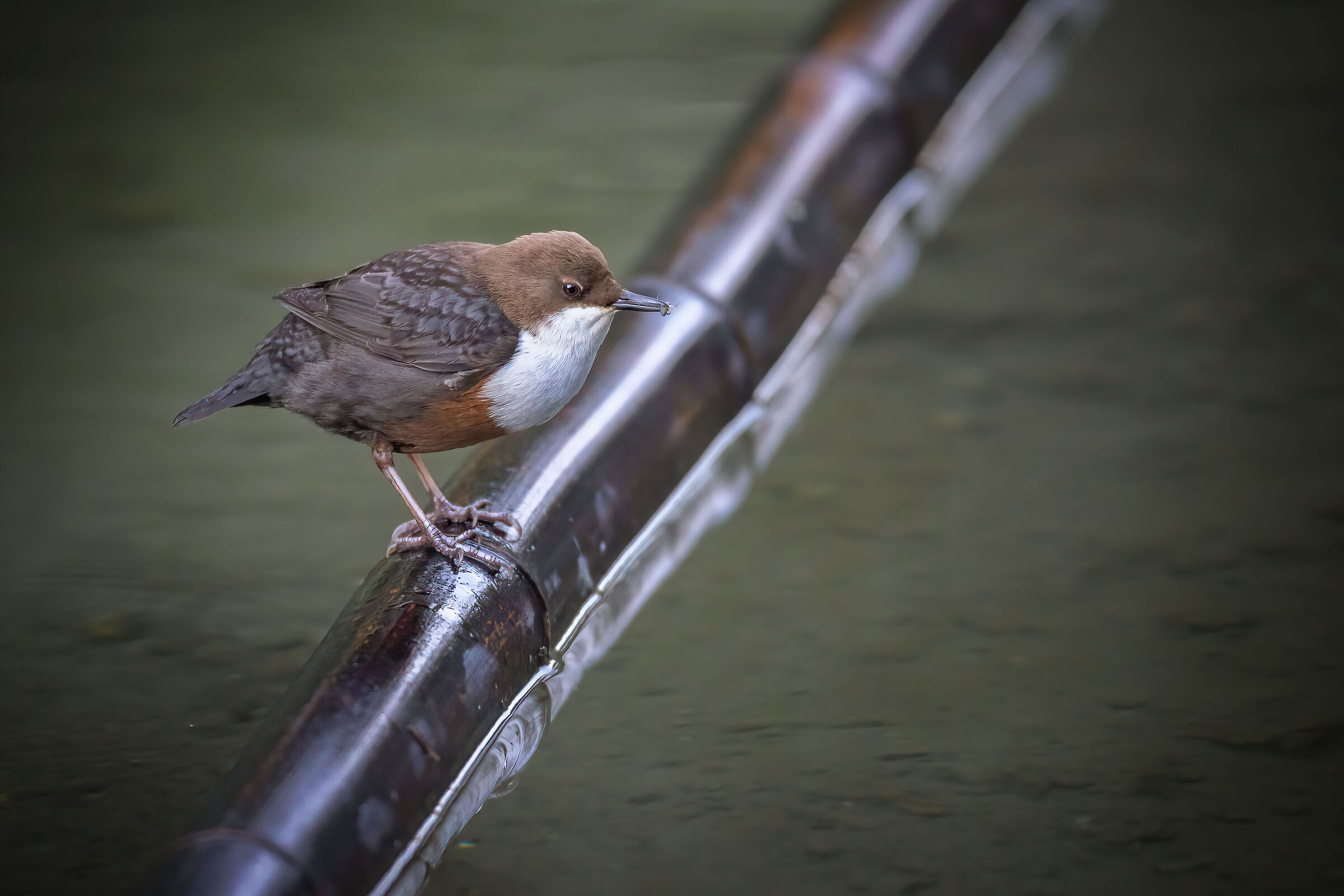 White-throated dipper