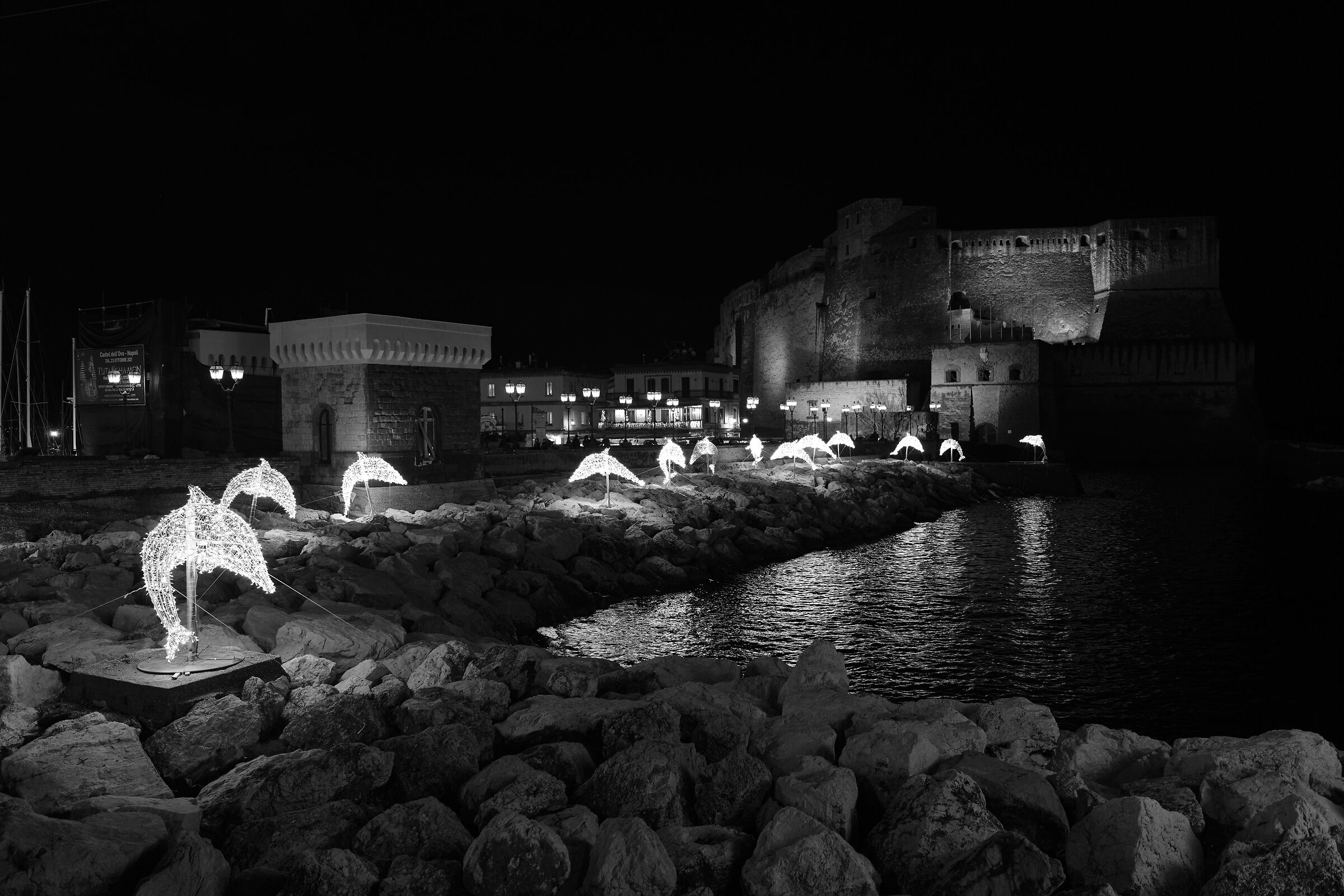 La danza notturna dei delfini