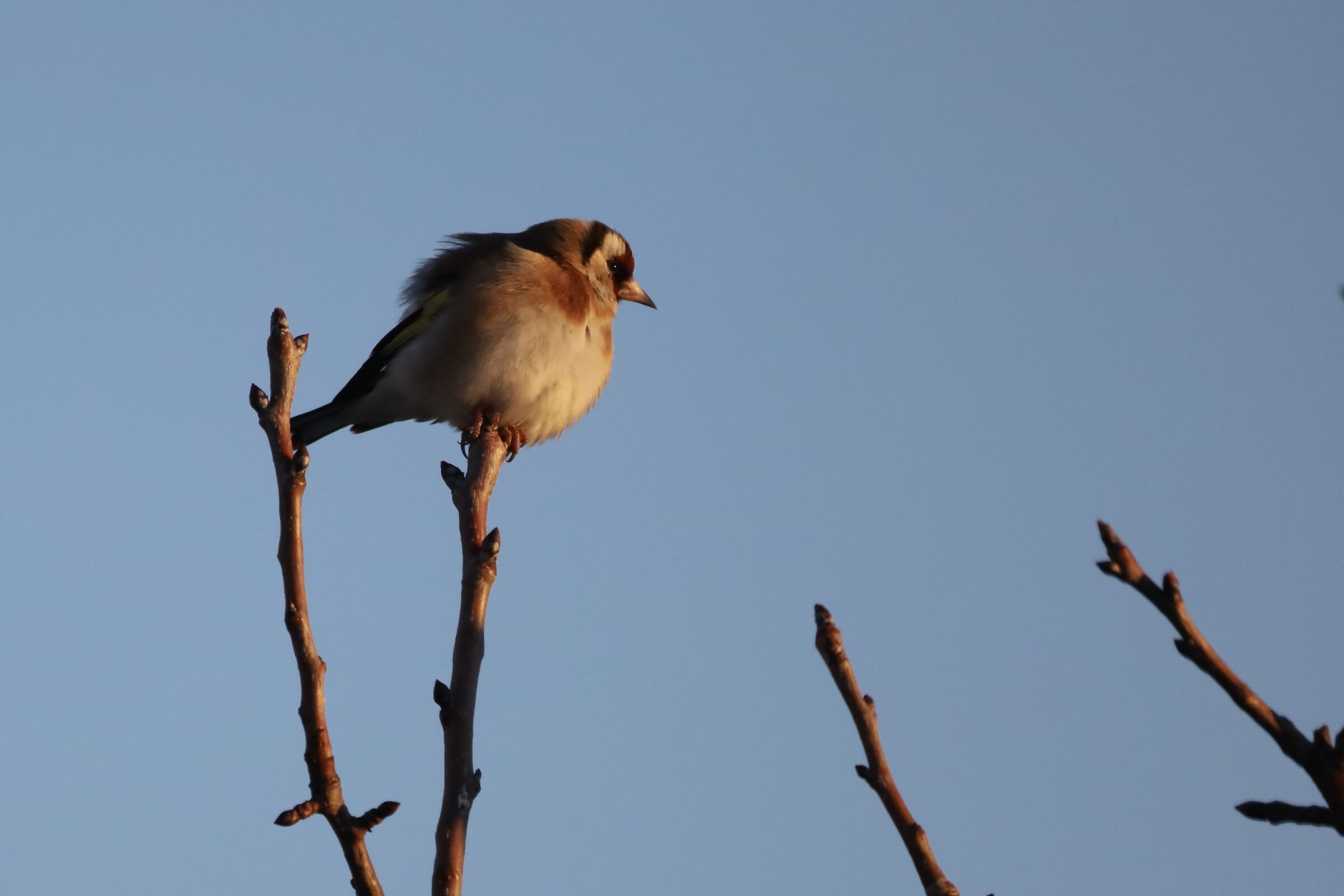 Goldfinch