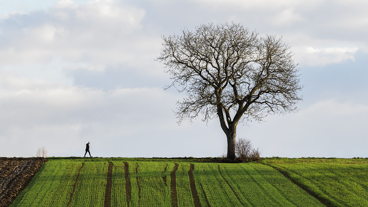 The tree