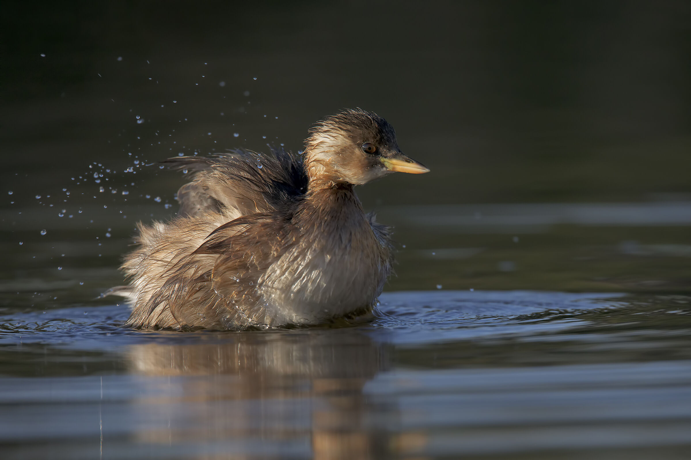 Dabchick