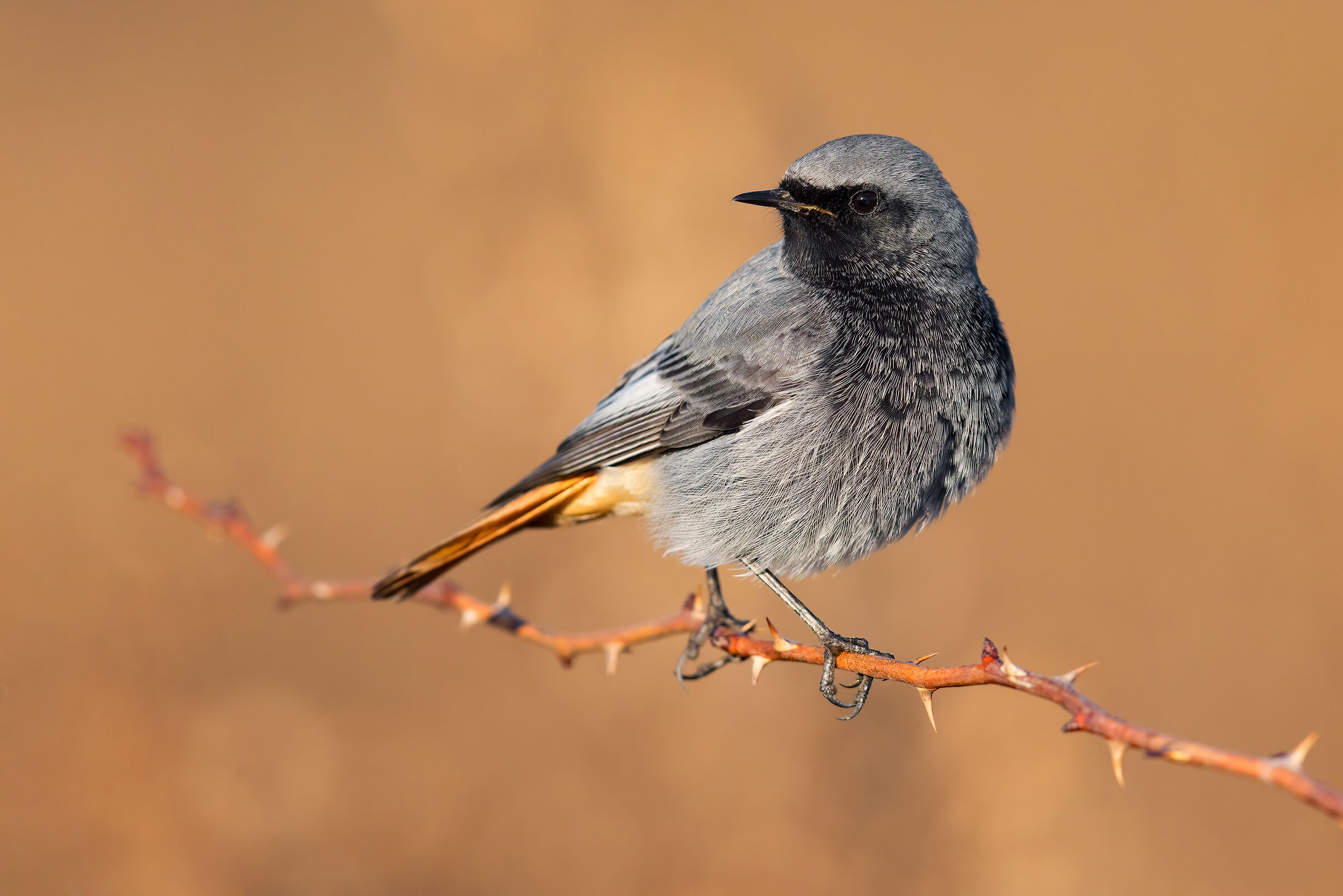 Codirosso Spz Maschio