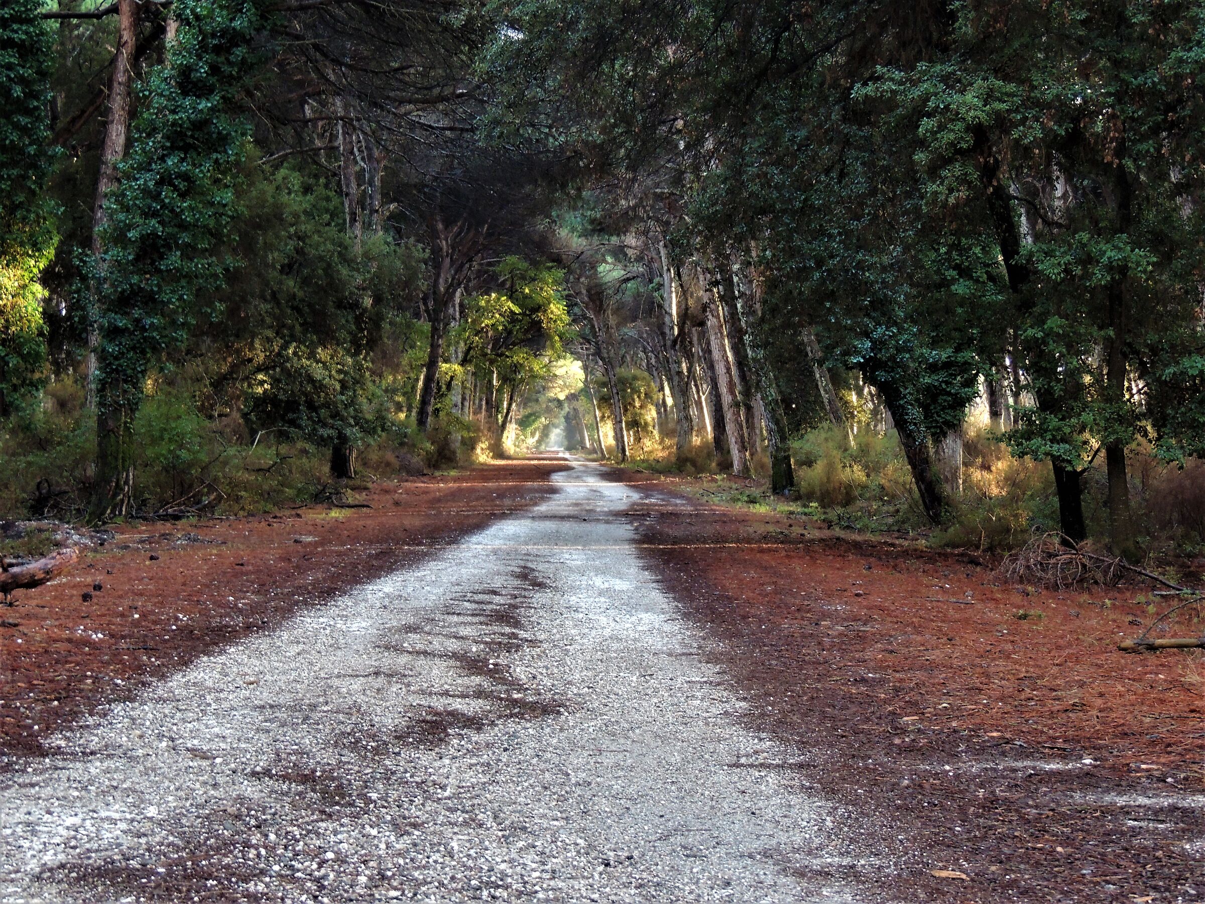 The Red Way