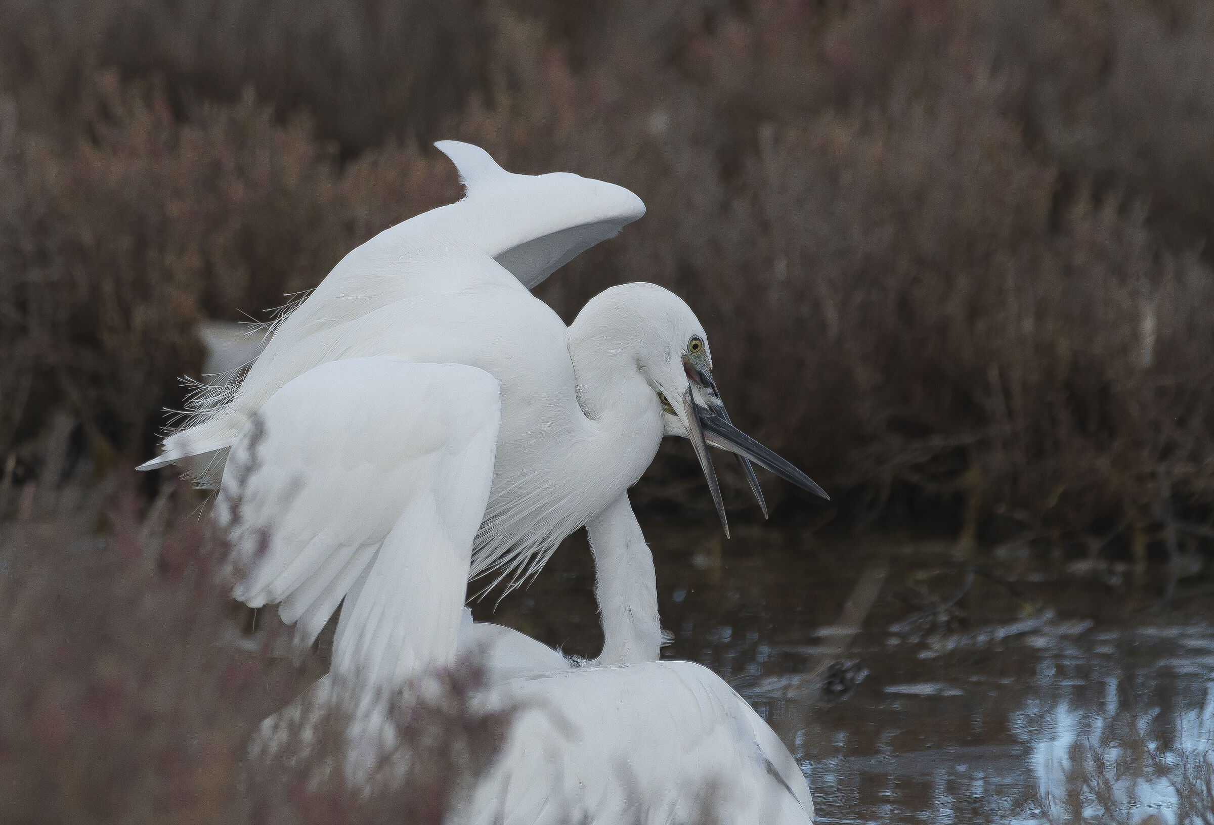 Even the "" Angels "" quarrel- Egrets