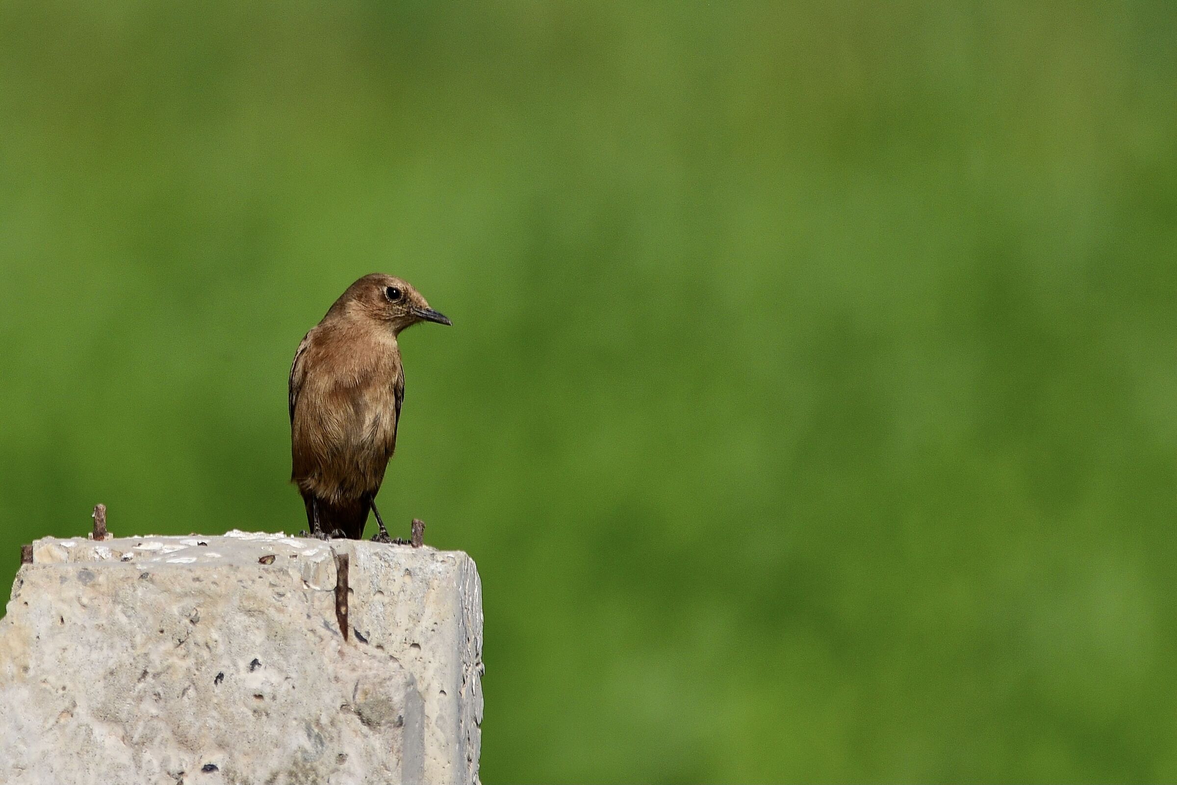 Brown Rockchat