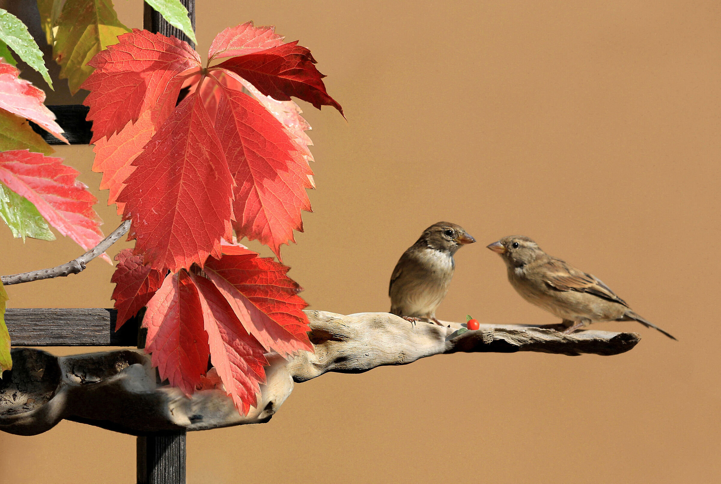 un piccolo dono per te