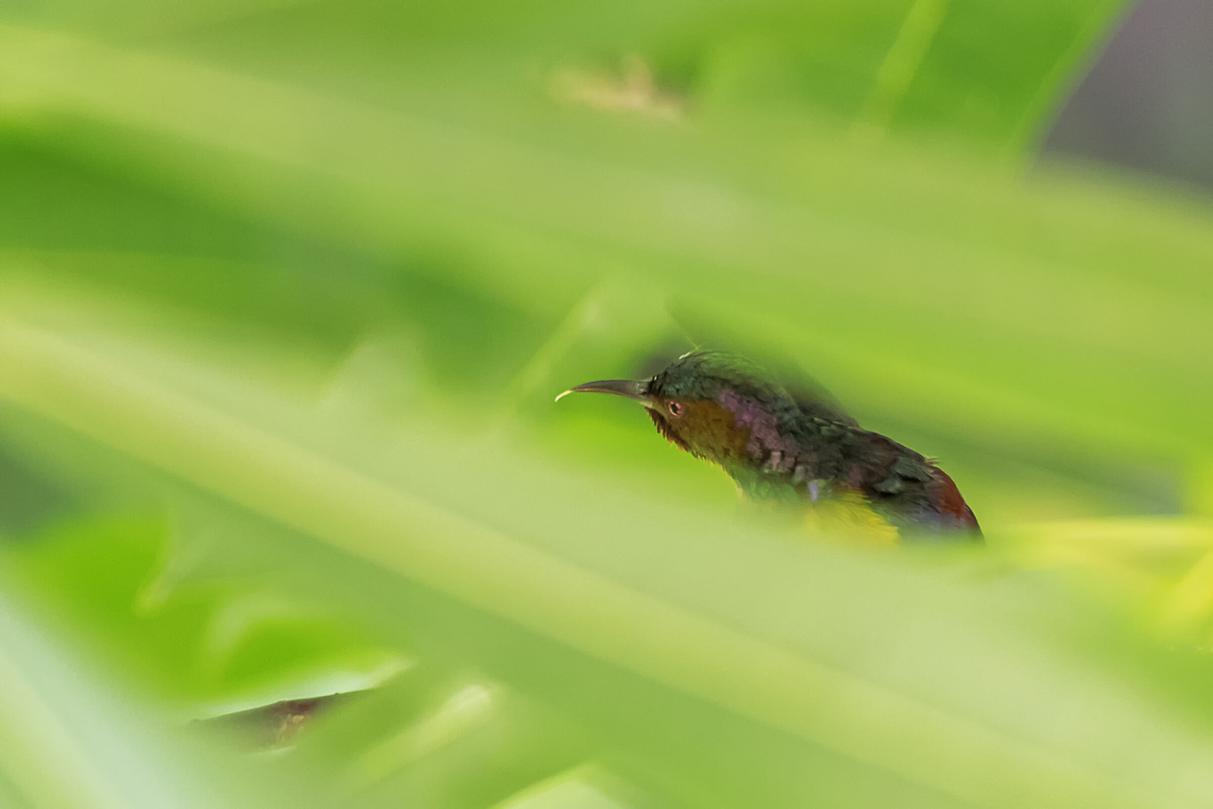 nettarinia golauniforme