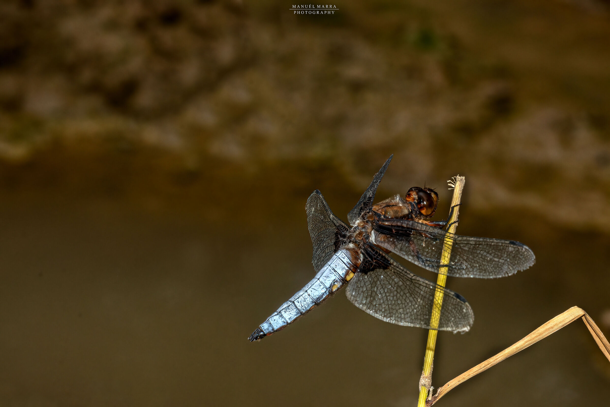 Depressed dragonfly