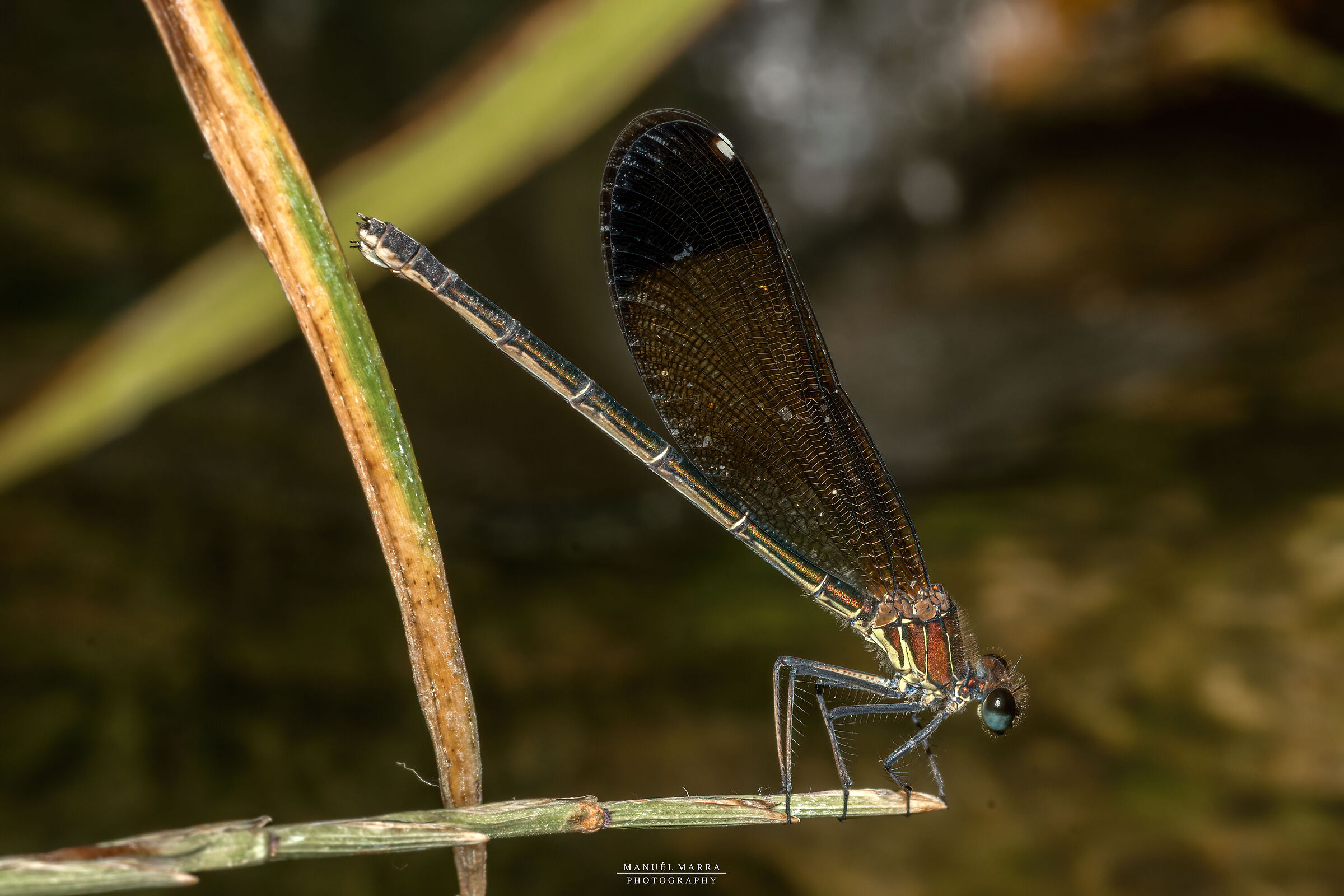Calopteryx haemorrhoidalis