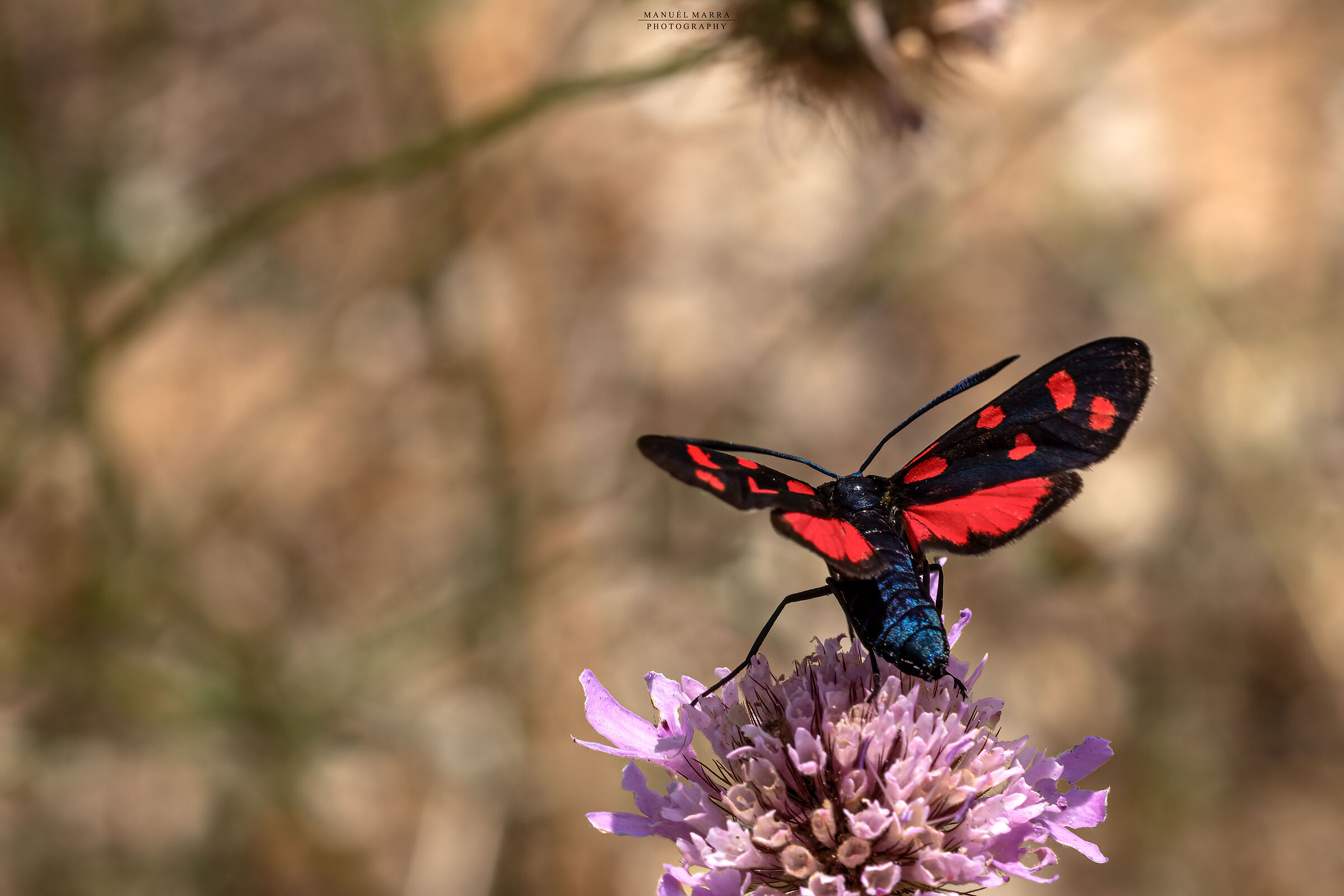 Zygaena filipendulae
