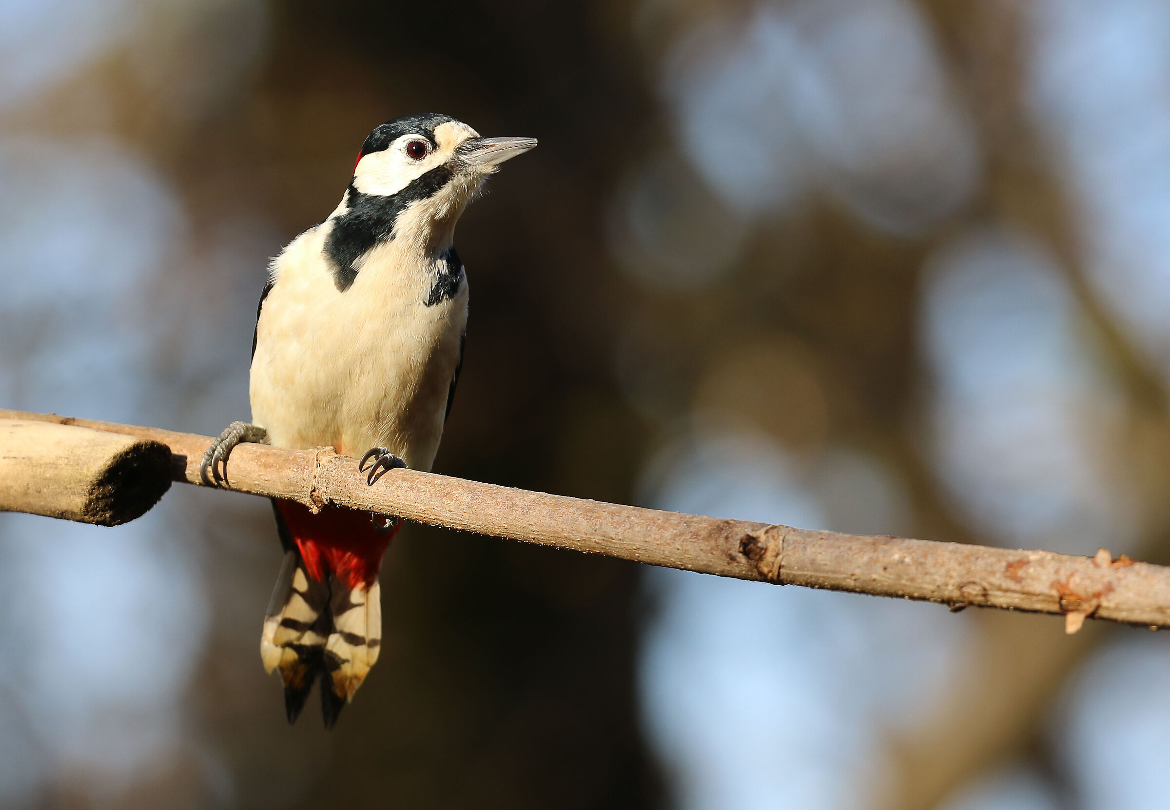 Greater red woodpecker